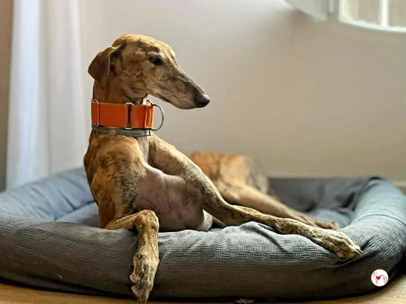 bartolome galgo adozione 02