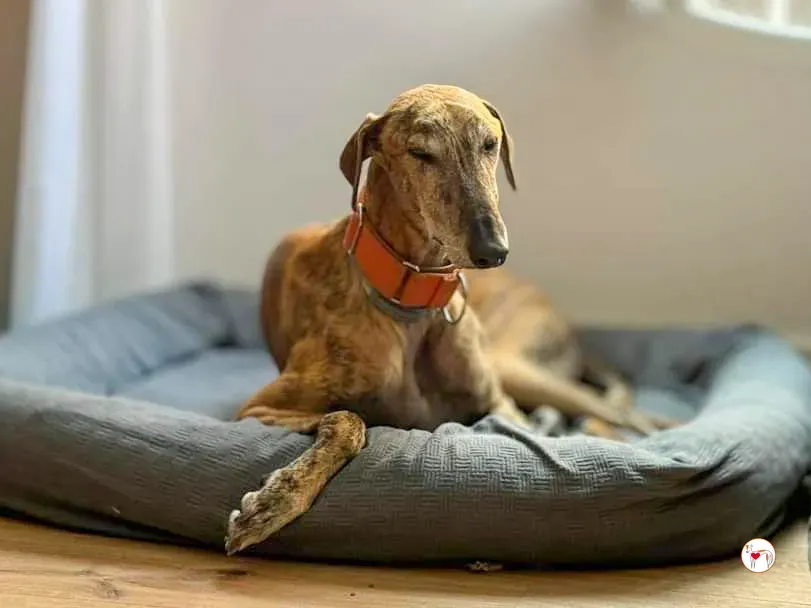 bartolome galgo adozione 03