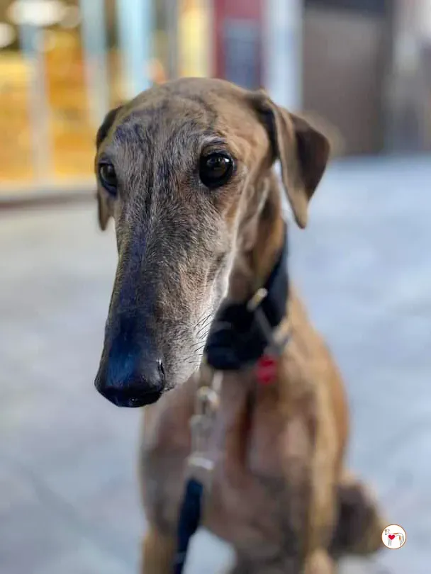 bartolome galgo adozione 04