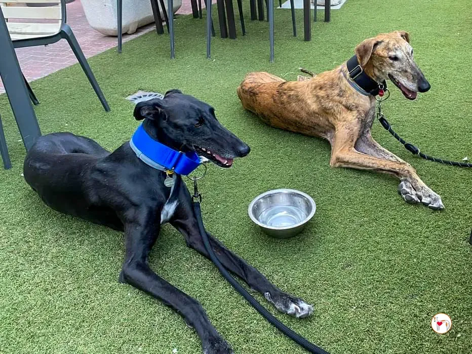 bartolome galgo adozione 05.jpg