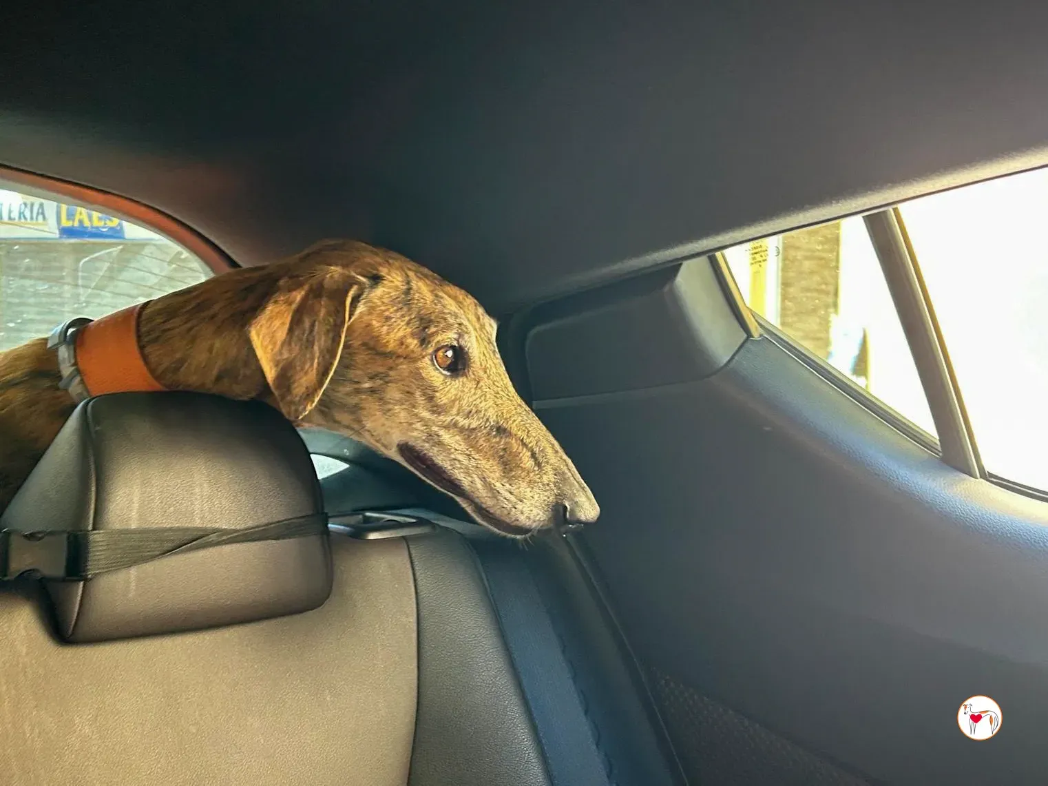 bartolome galgo adozione 06