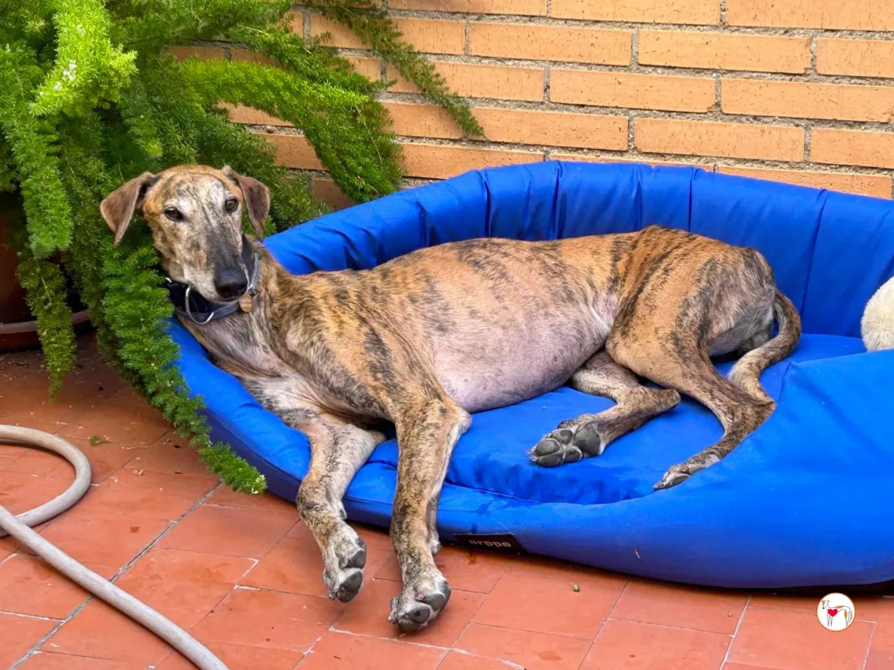 bartolome galgo adozione 07