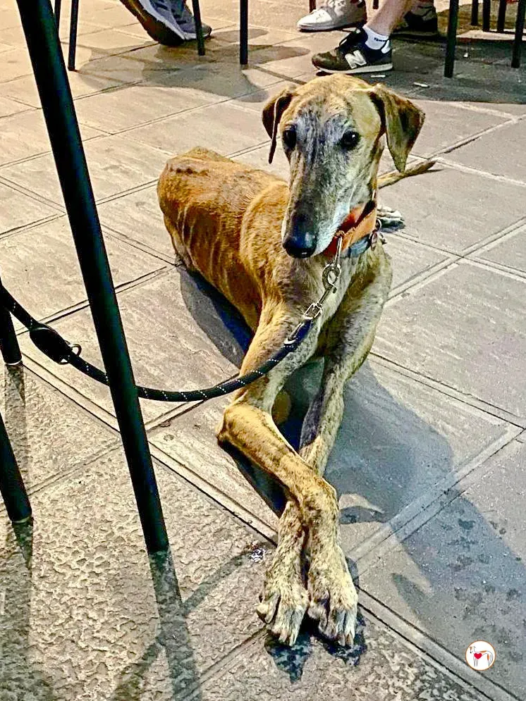 bartolome galgo adozione 08