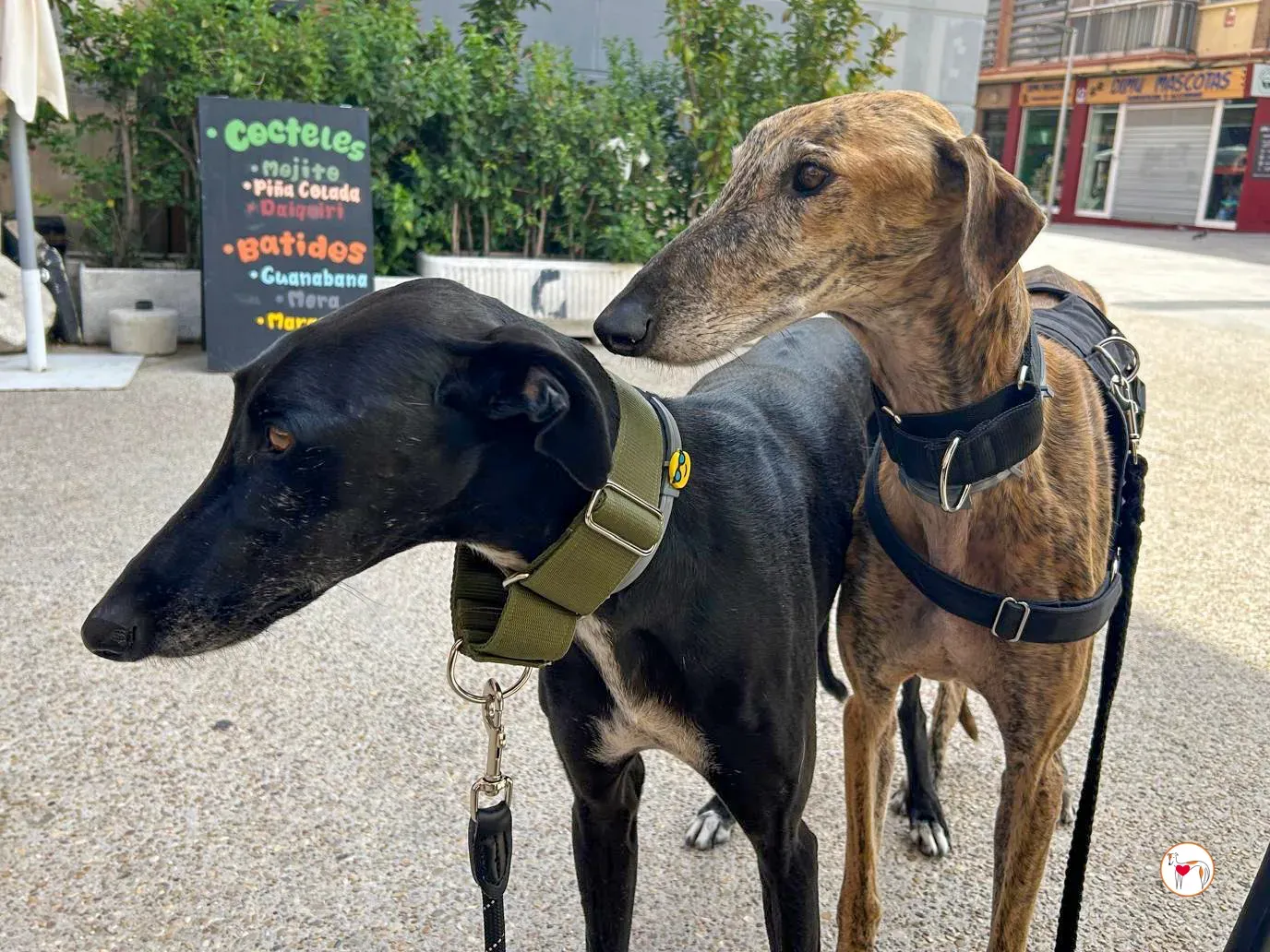 bartolome galgo adozione 09