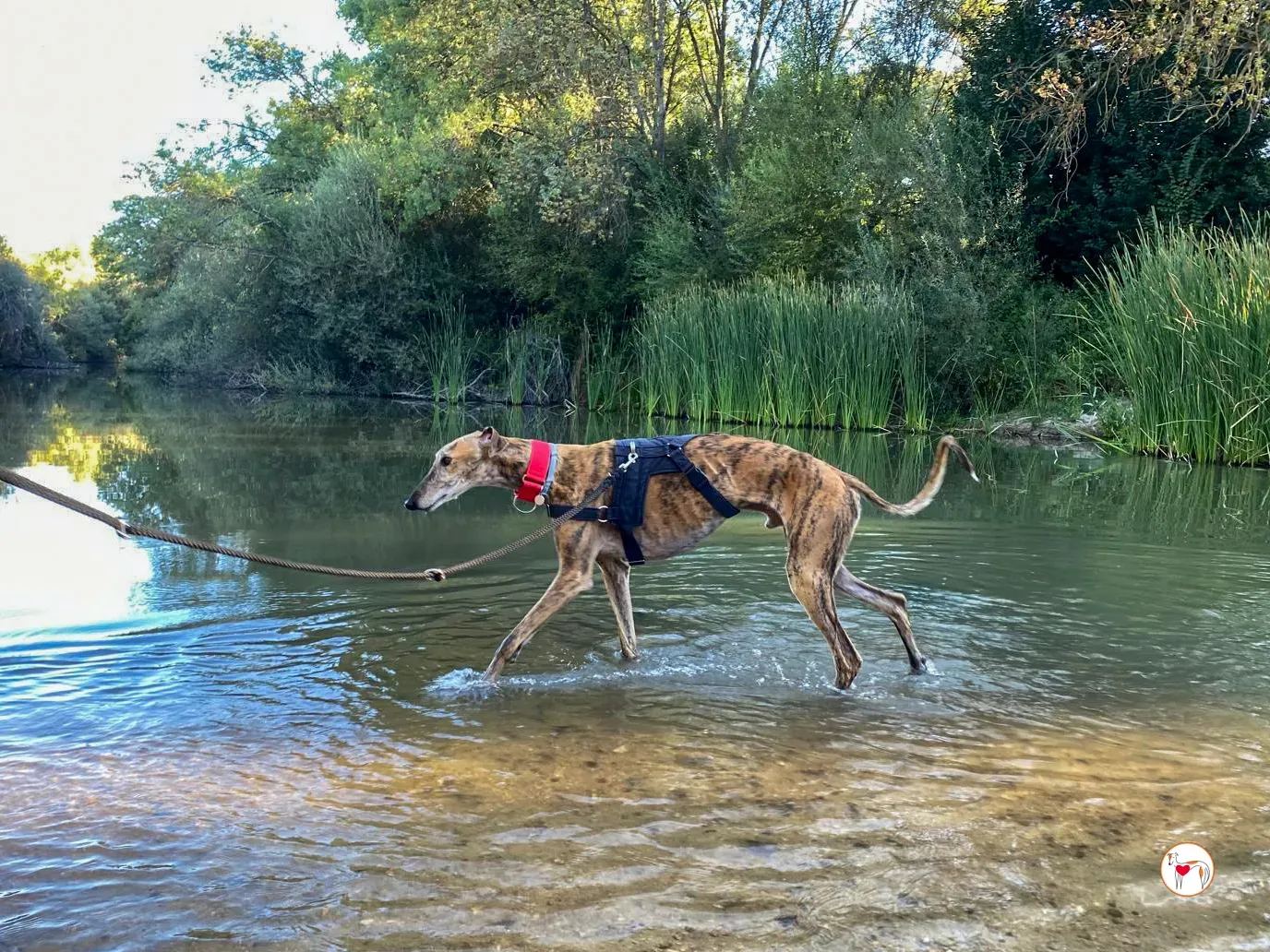 bartolome galgo adozione 10