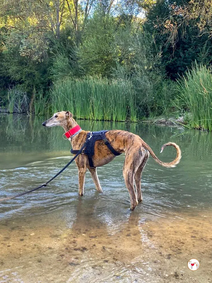 bartolome galgo adozione 11