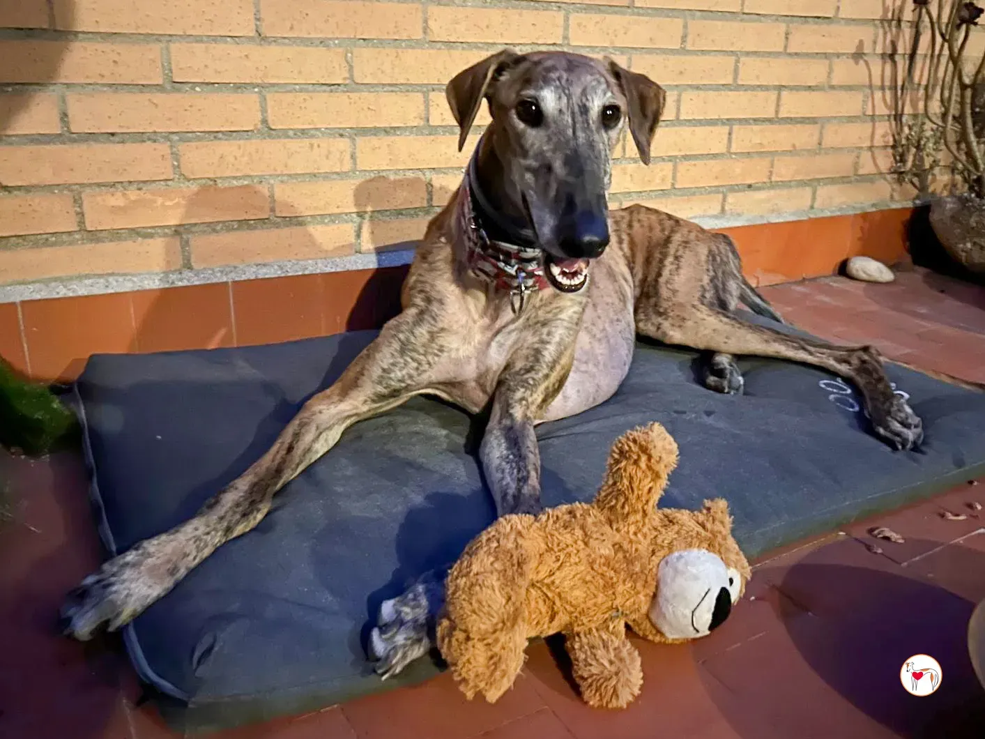 bartolome galgo adozione 12