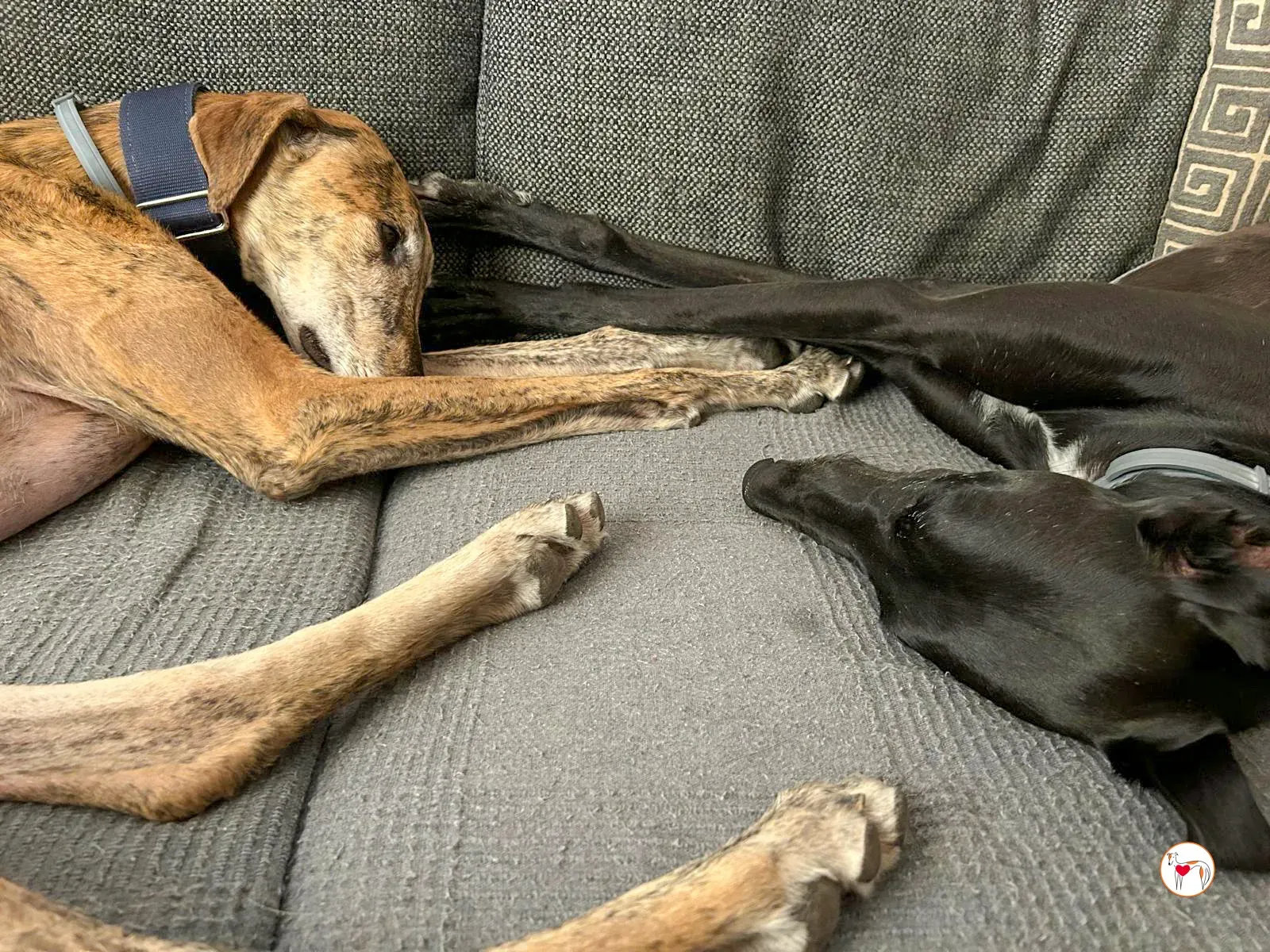 bartolome galgo adozione 13