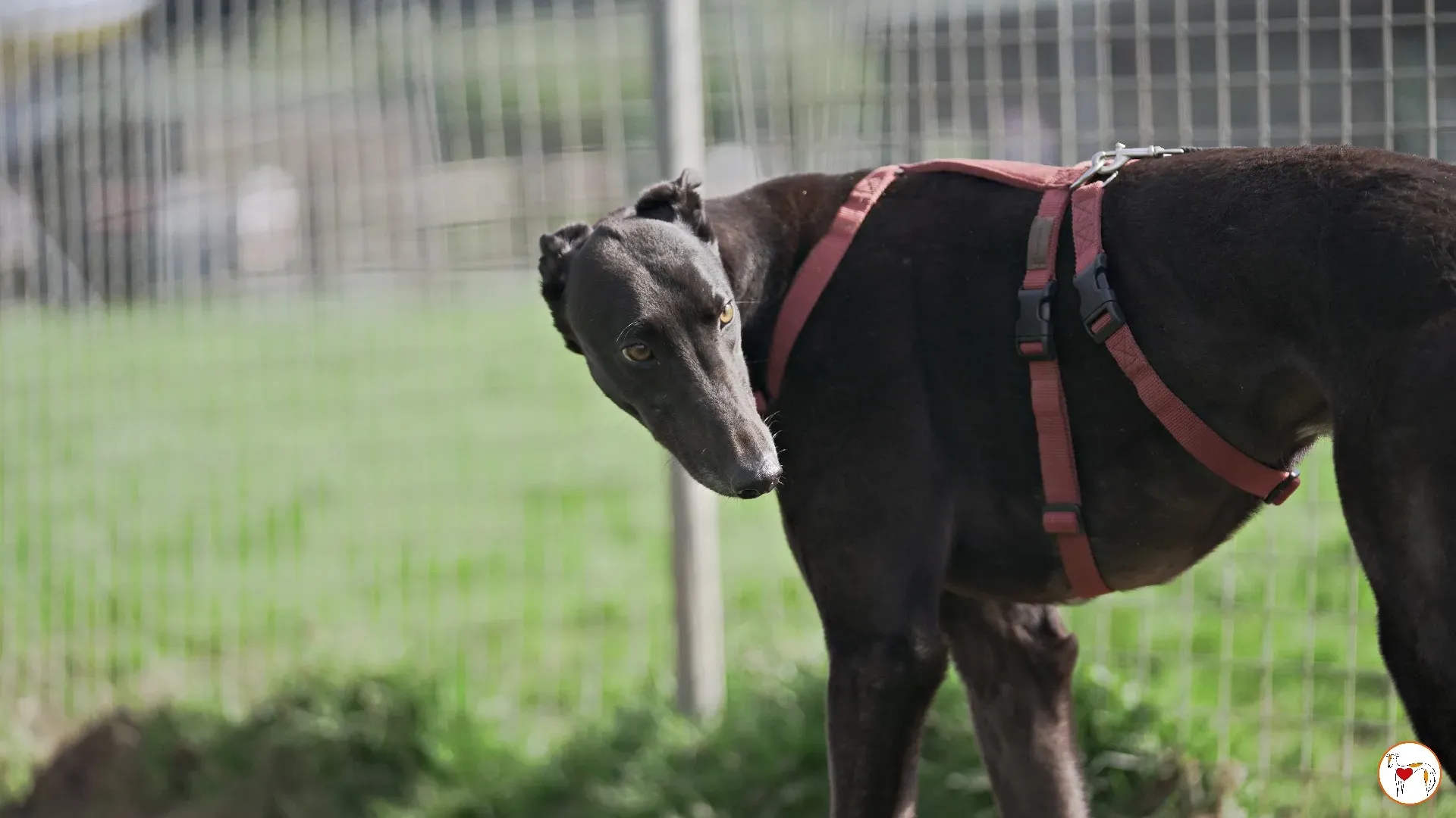 batch michey grey 01