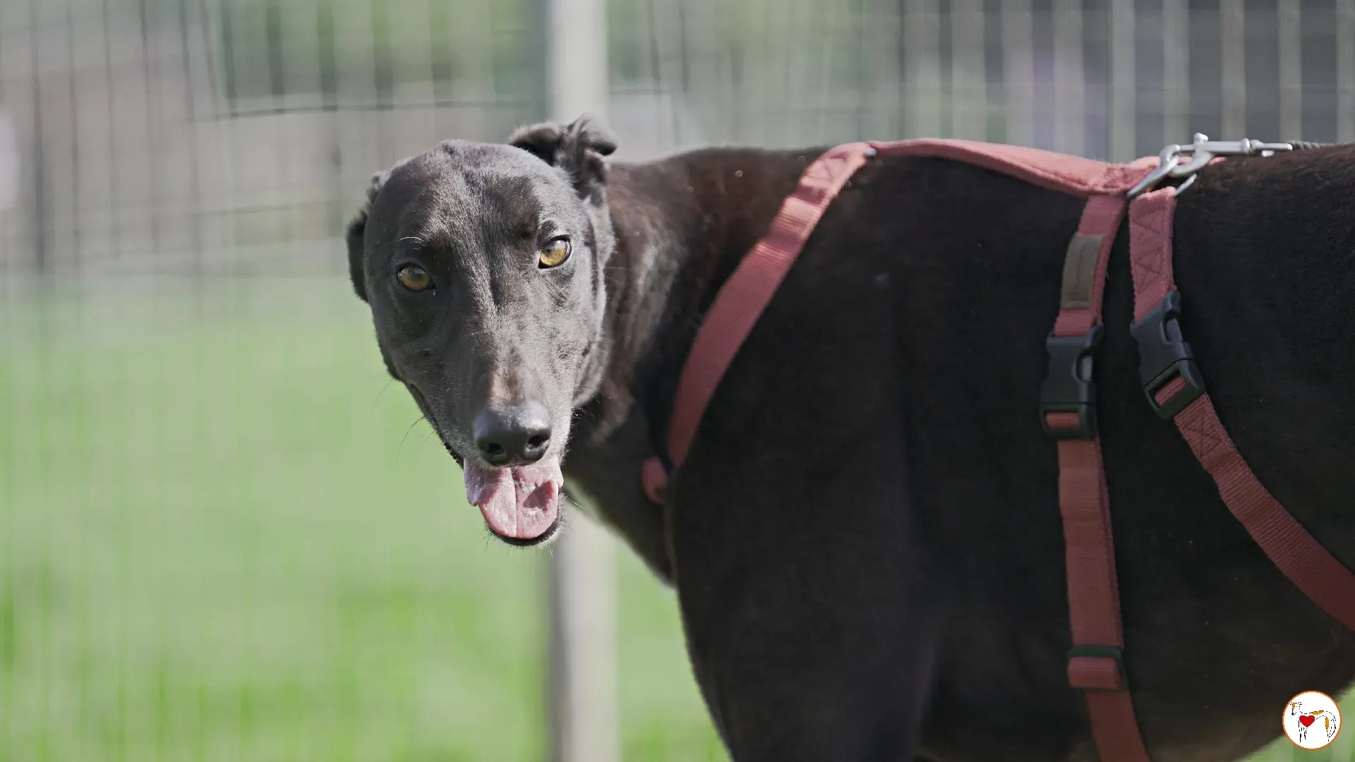 batch michey grey 02