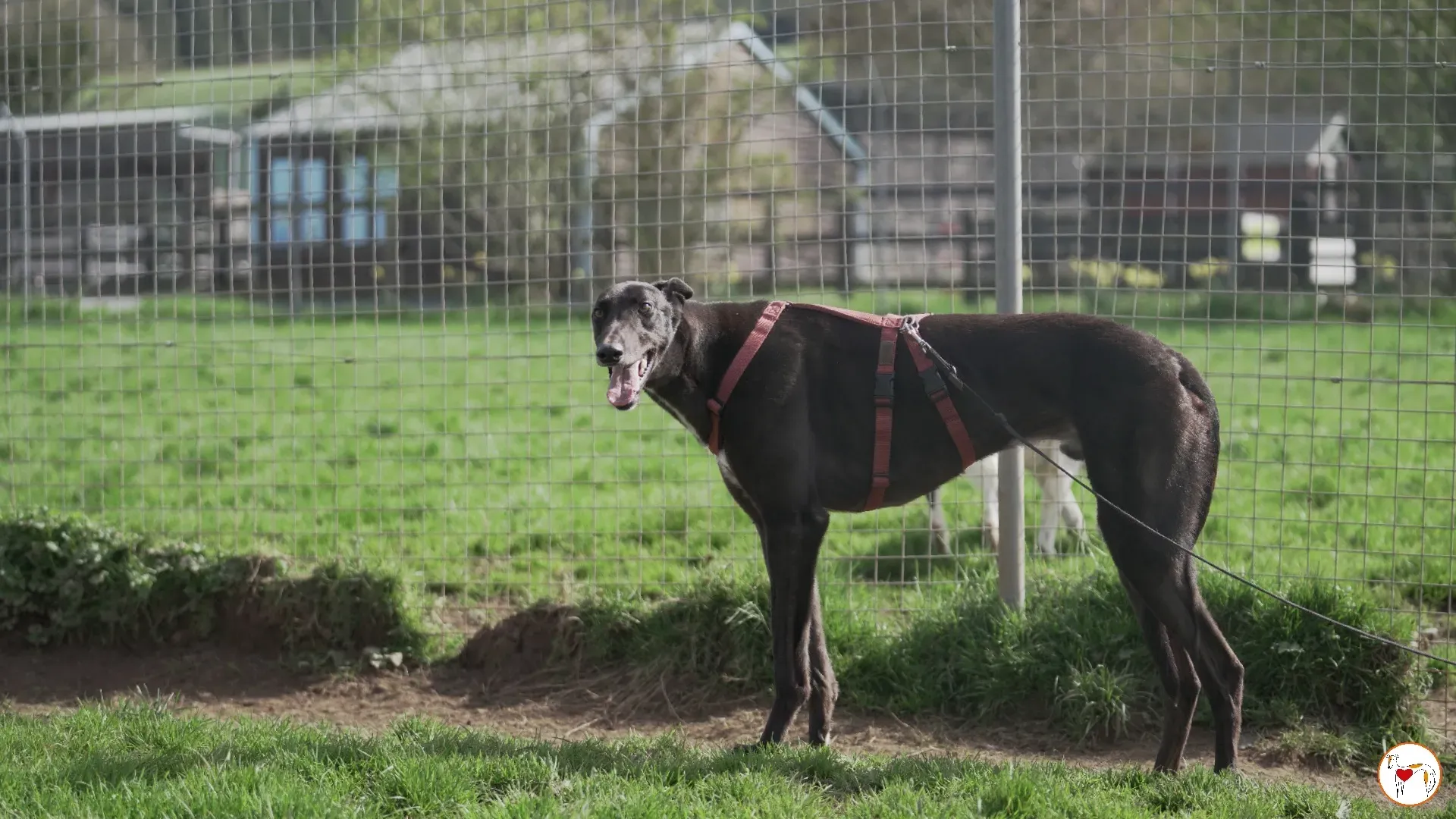 batch michey grey 03