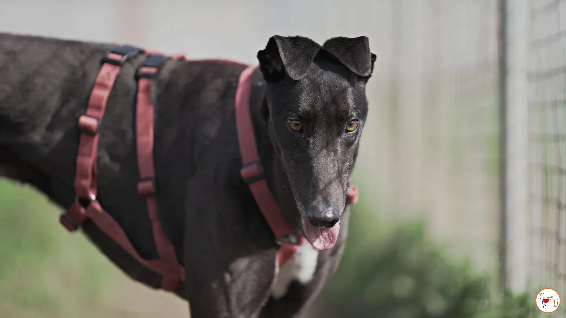 batch michey grey 05