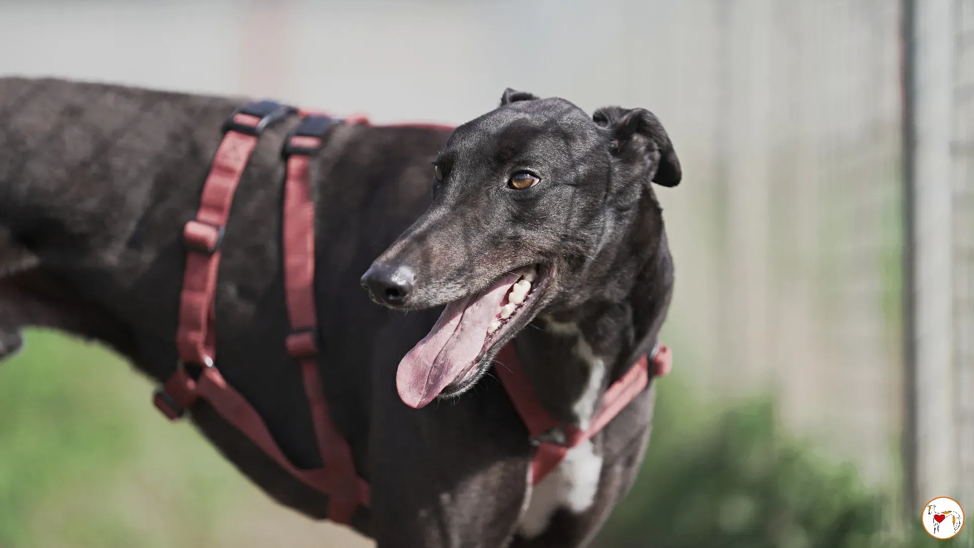 batch michey grey 06