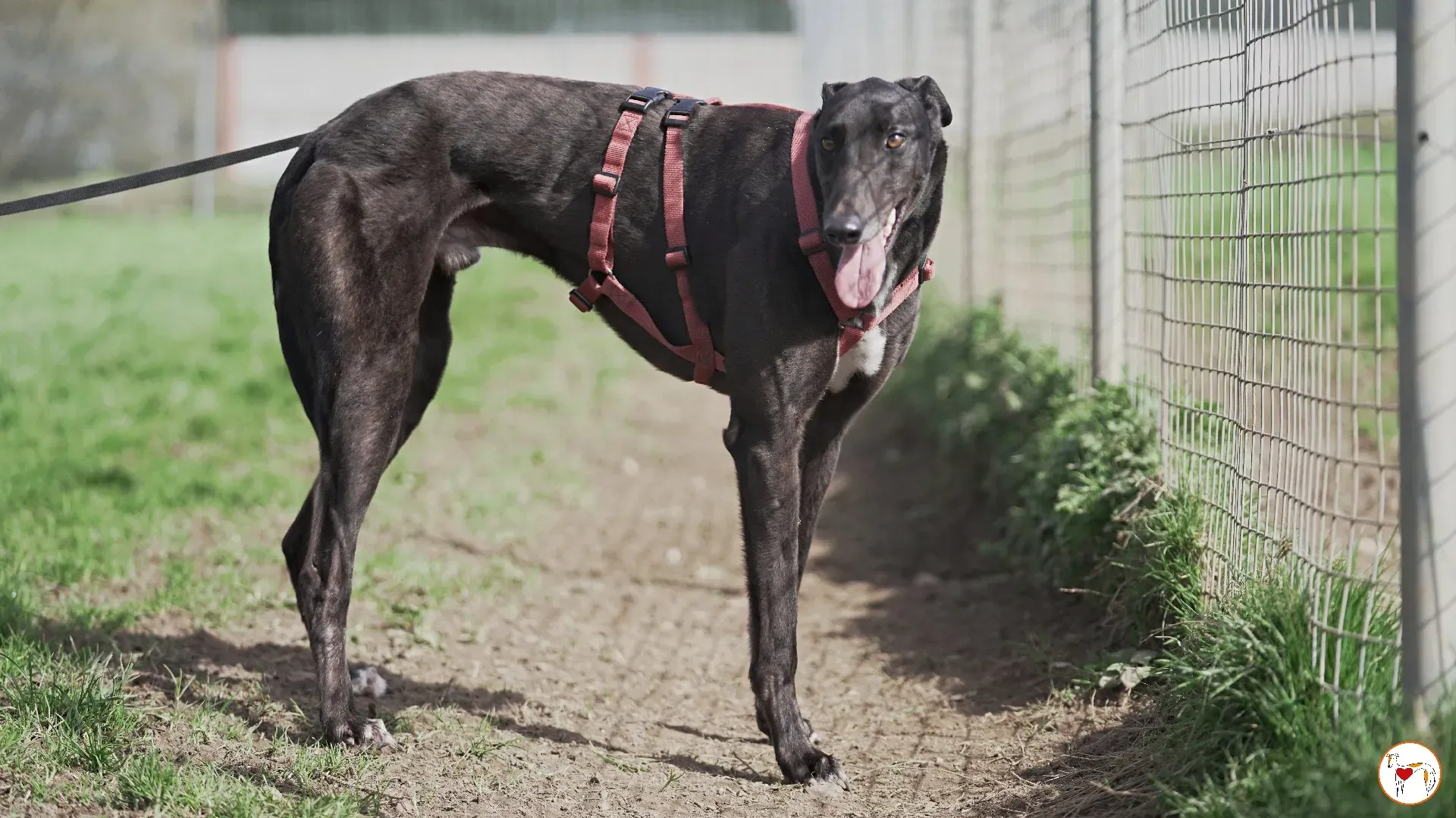 batch michey grey 07