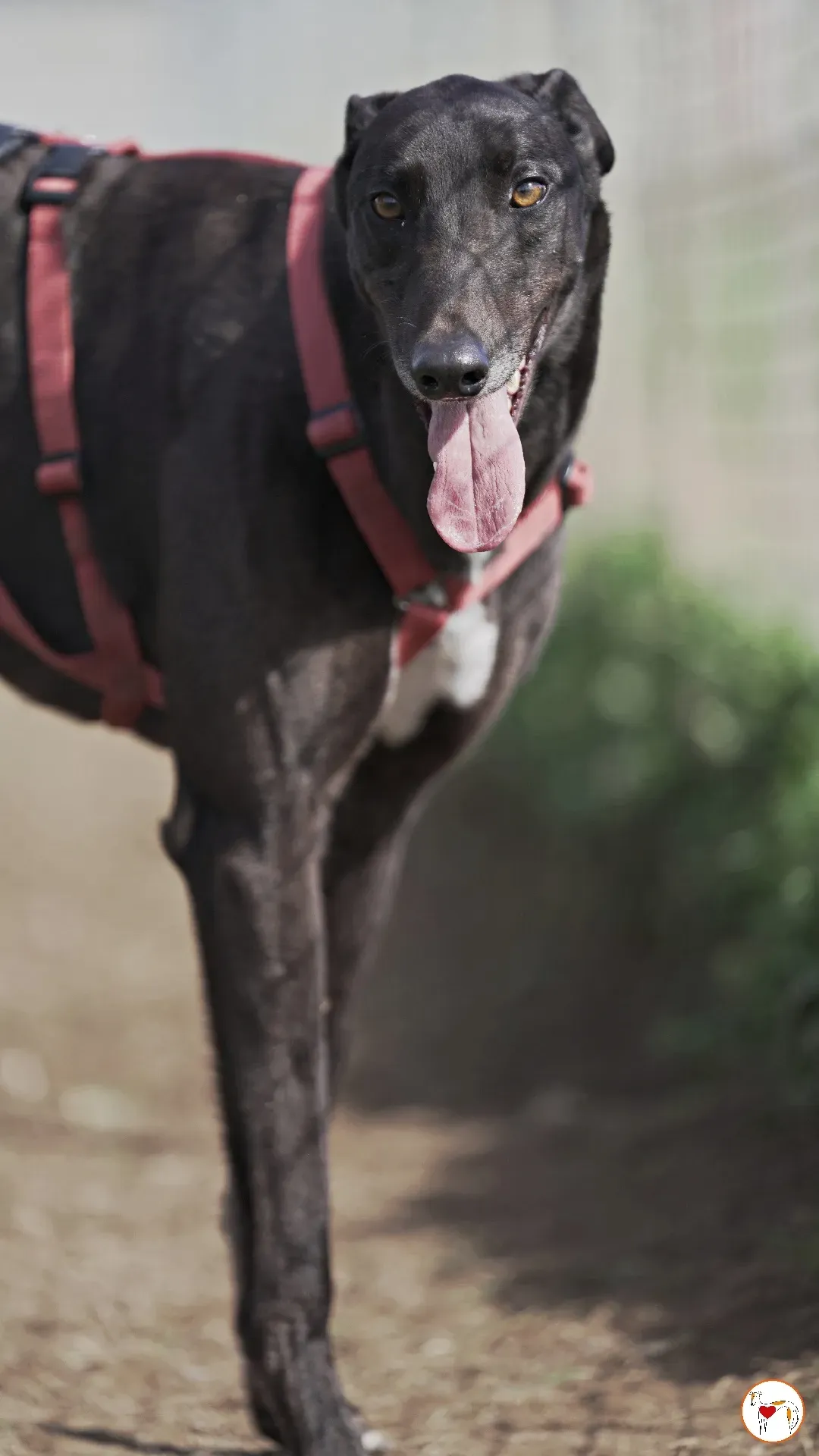 batch michey grey 08