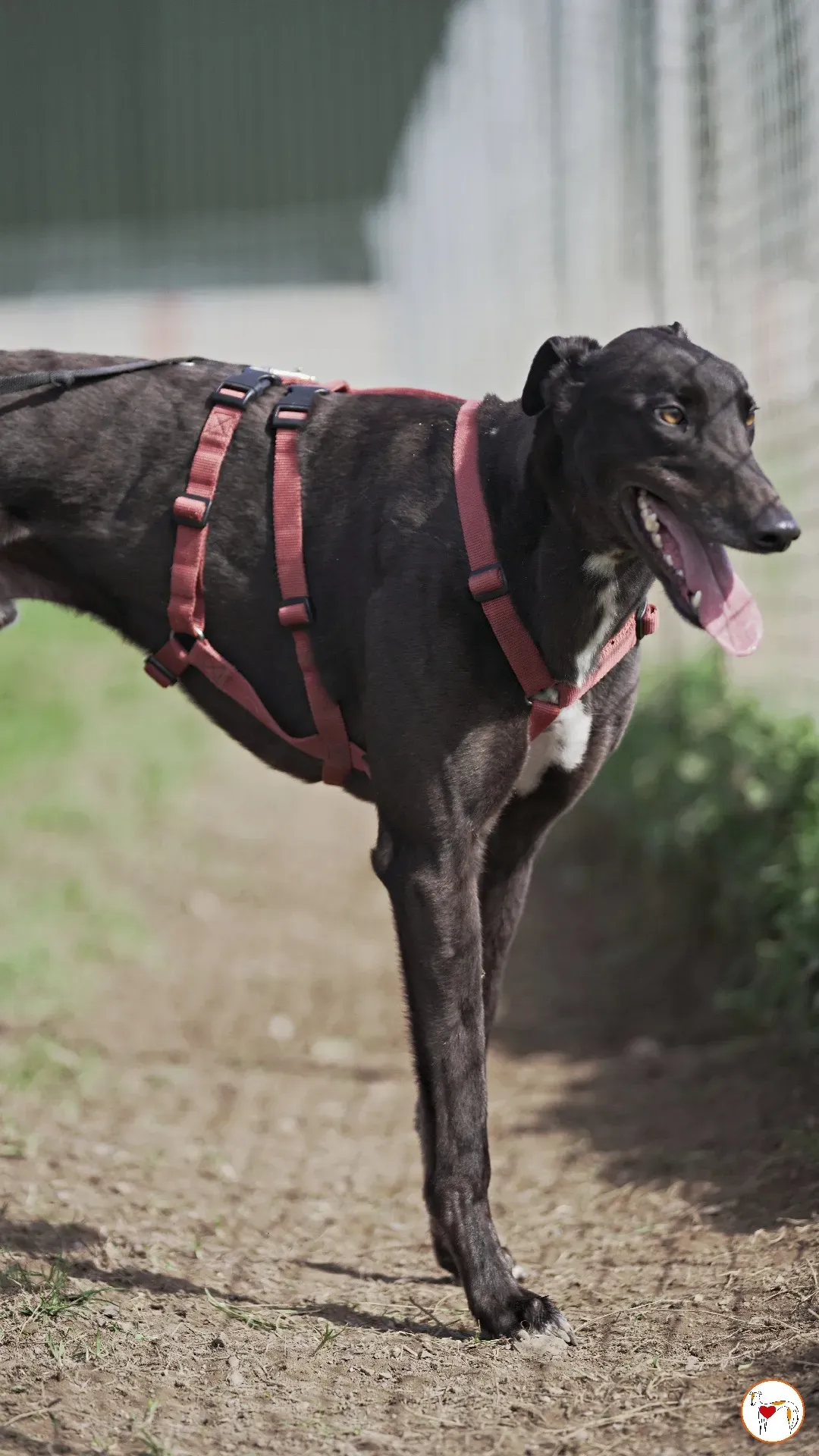 batch michey grey 09