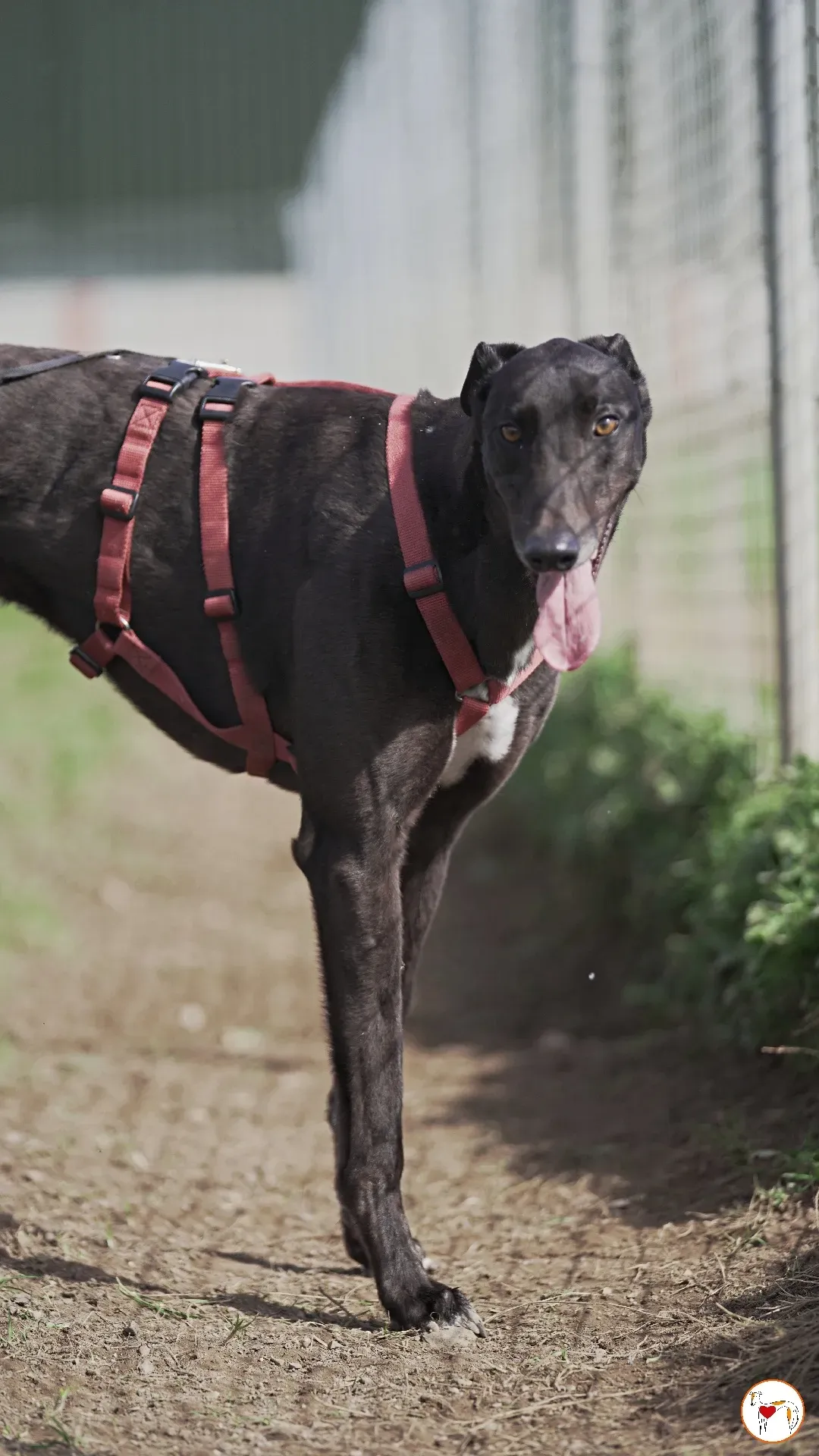 batch michey grey 10