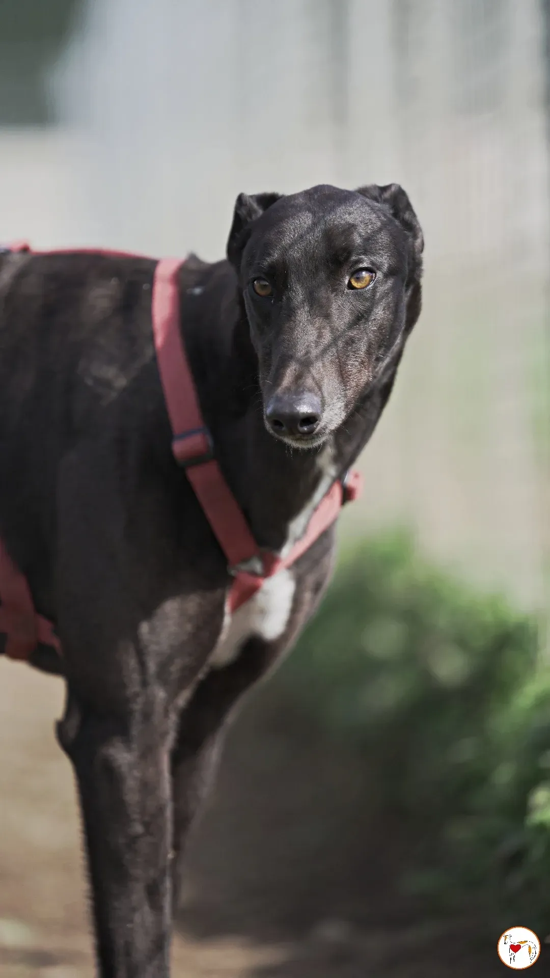 batch michey grey 11