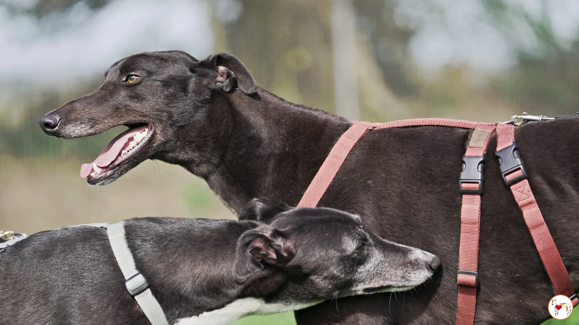 batch michey grey 12