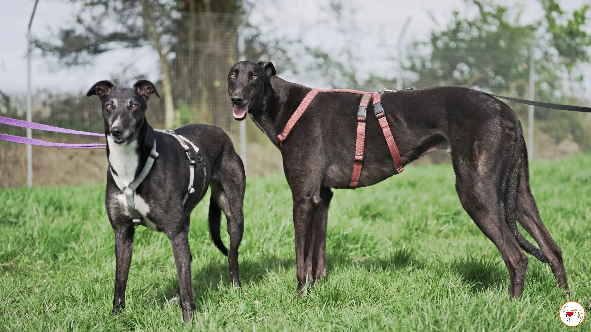 batch michey grey 13