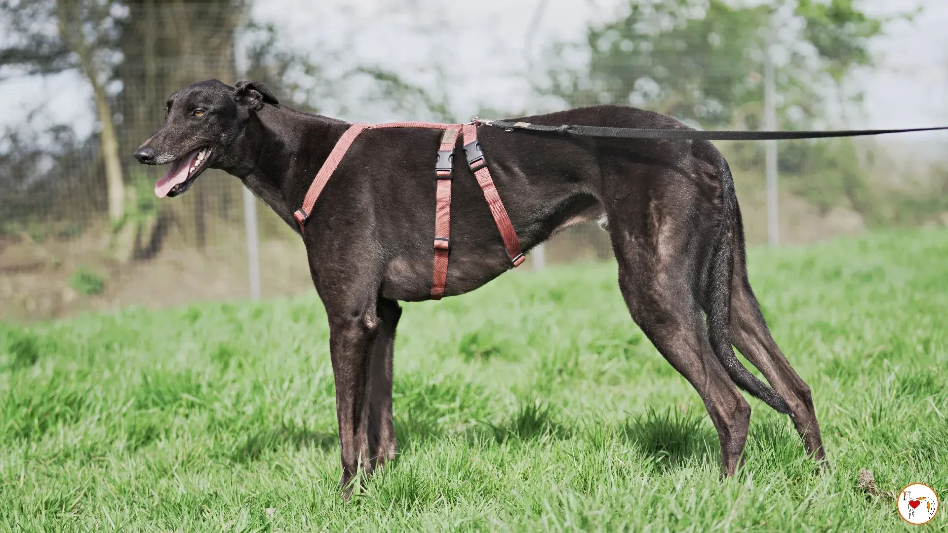 batch michey grey 14