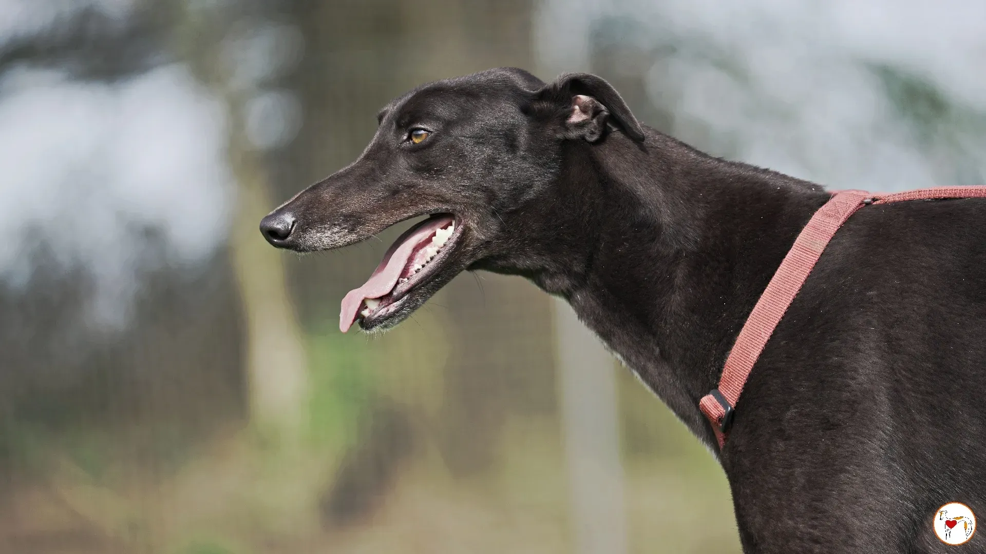 batch michey grey 15