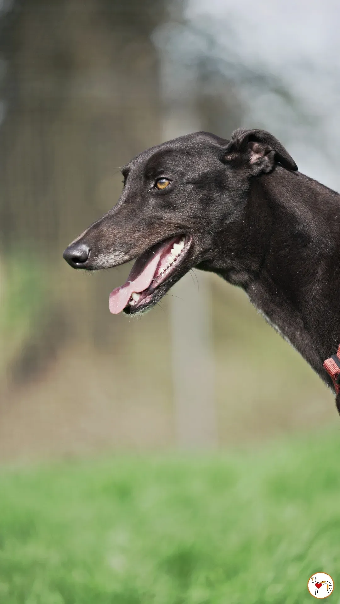 batch michey grey 16