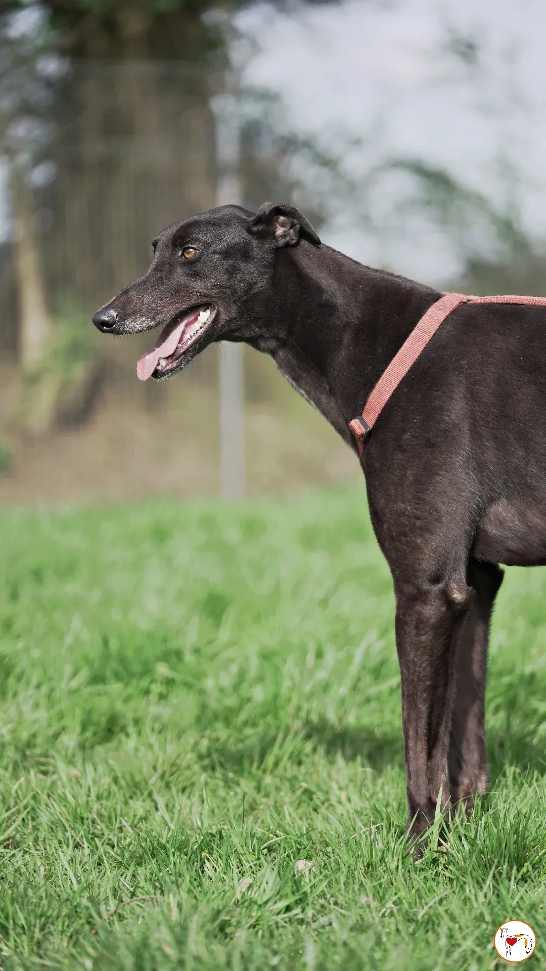 batch michey grey 17