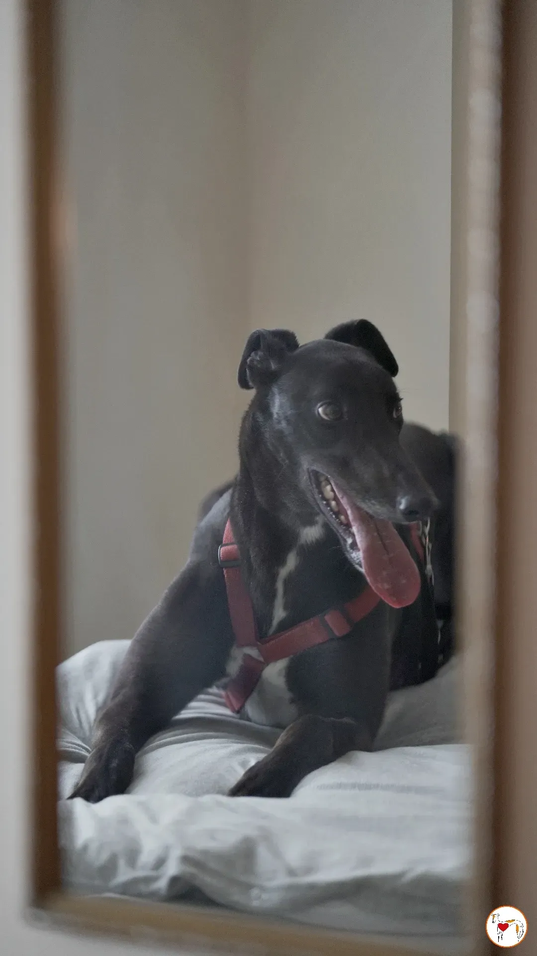 batch michey grey 18