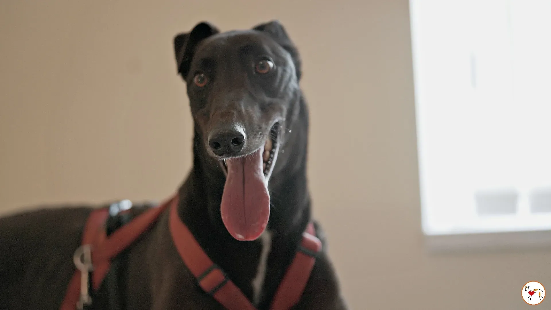 batch michey grey 19