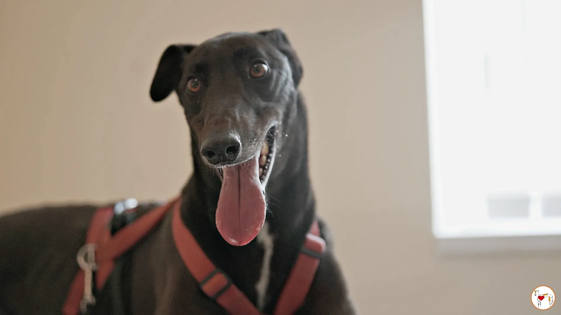 batch michey grey 20