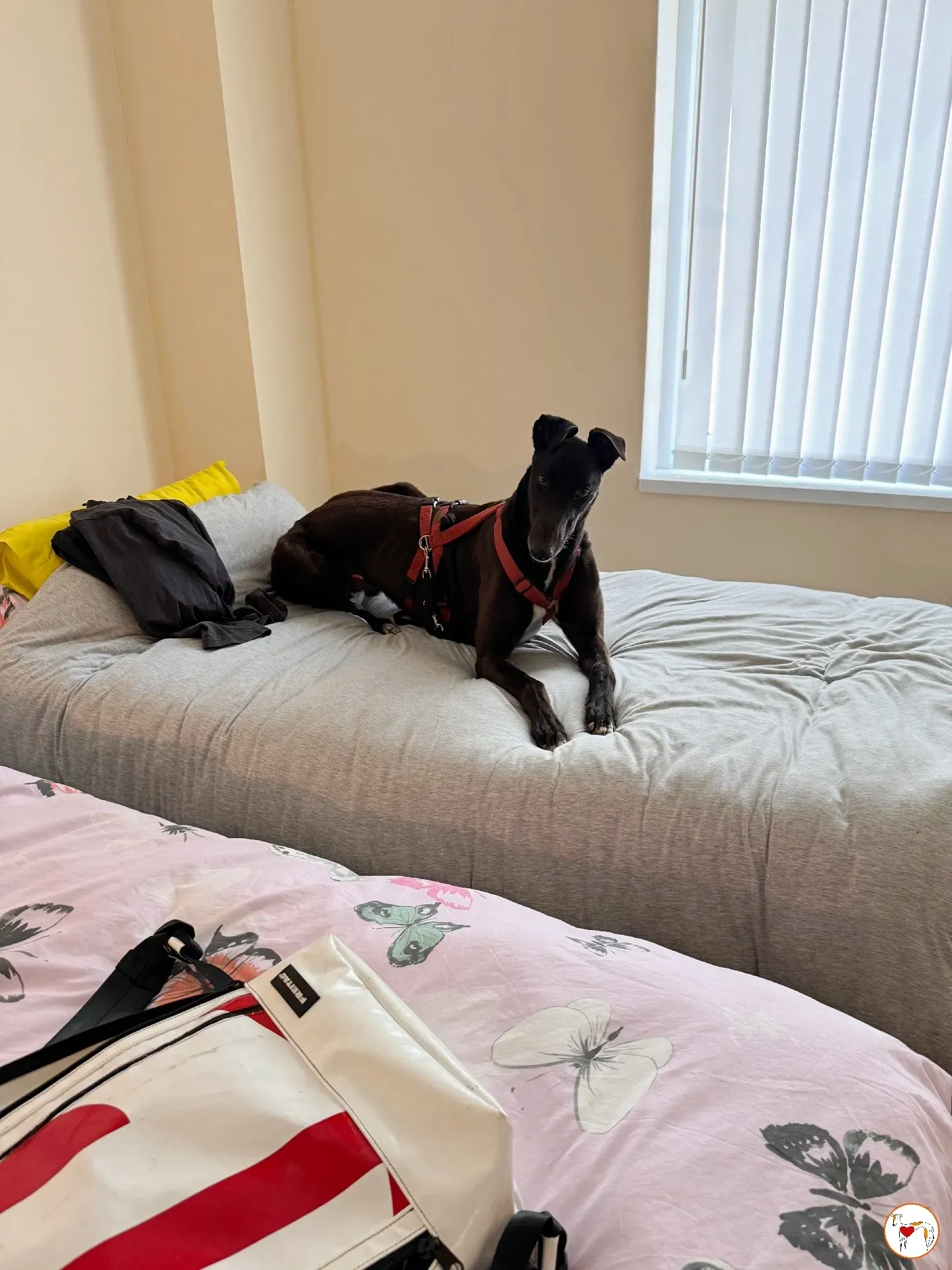 batch michey grey 21