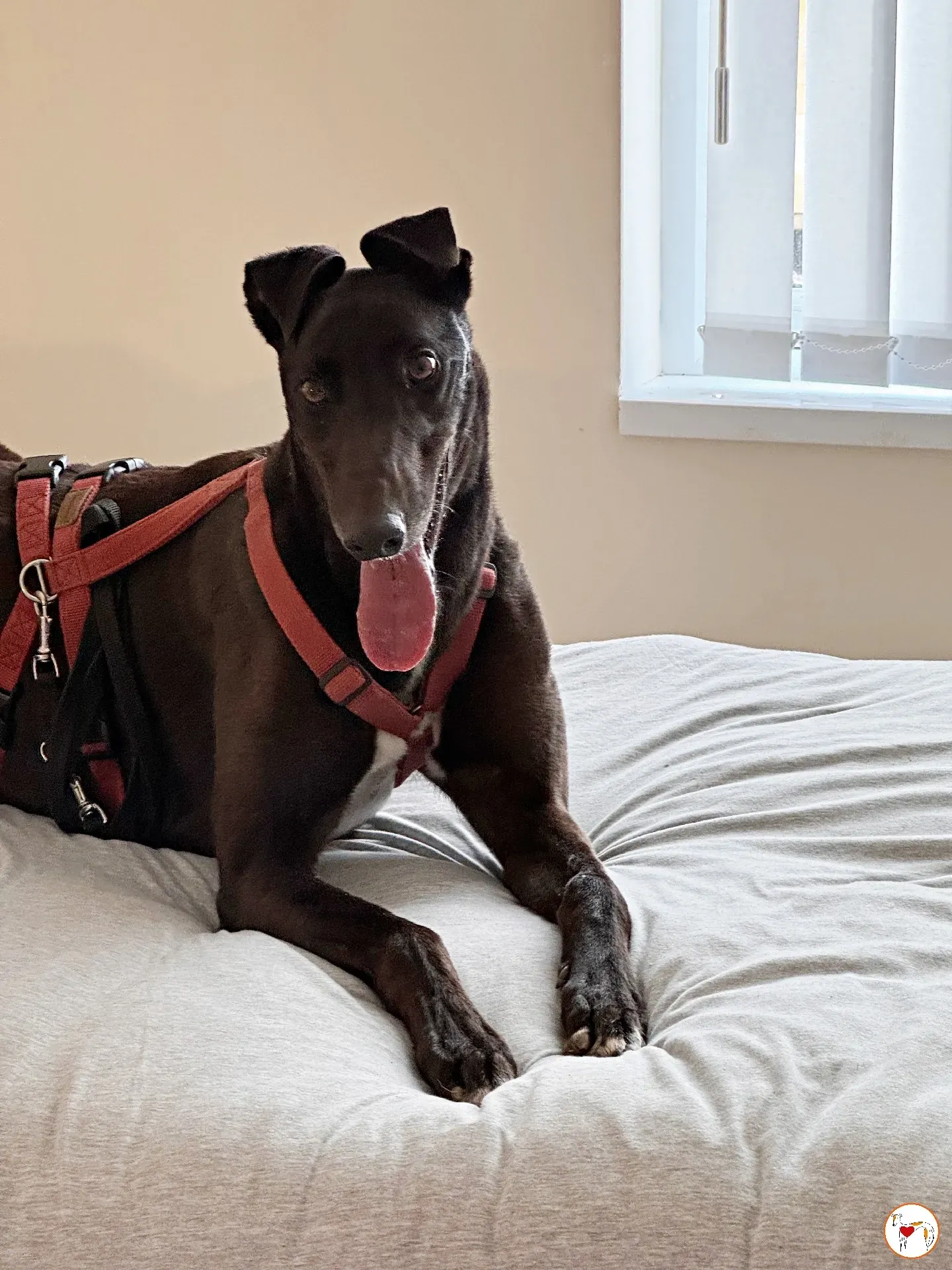 batch michey grey 22