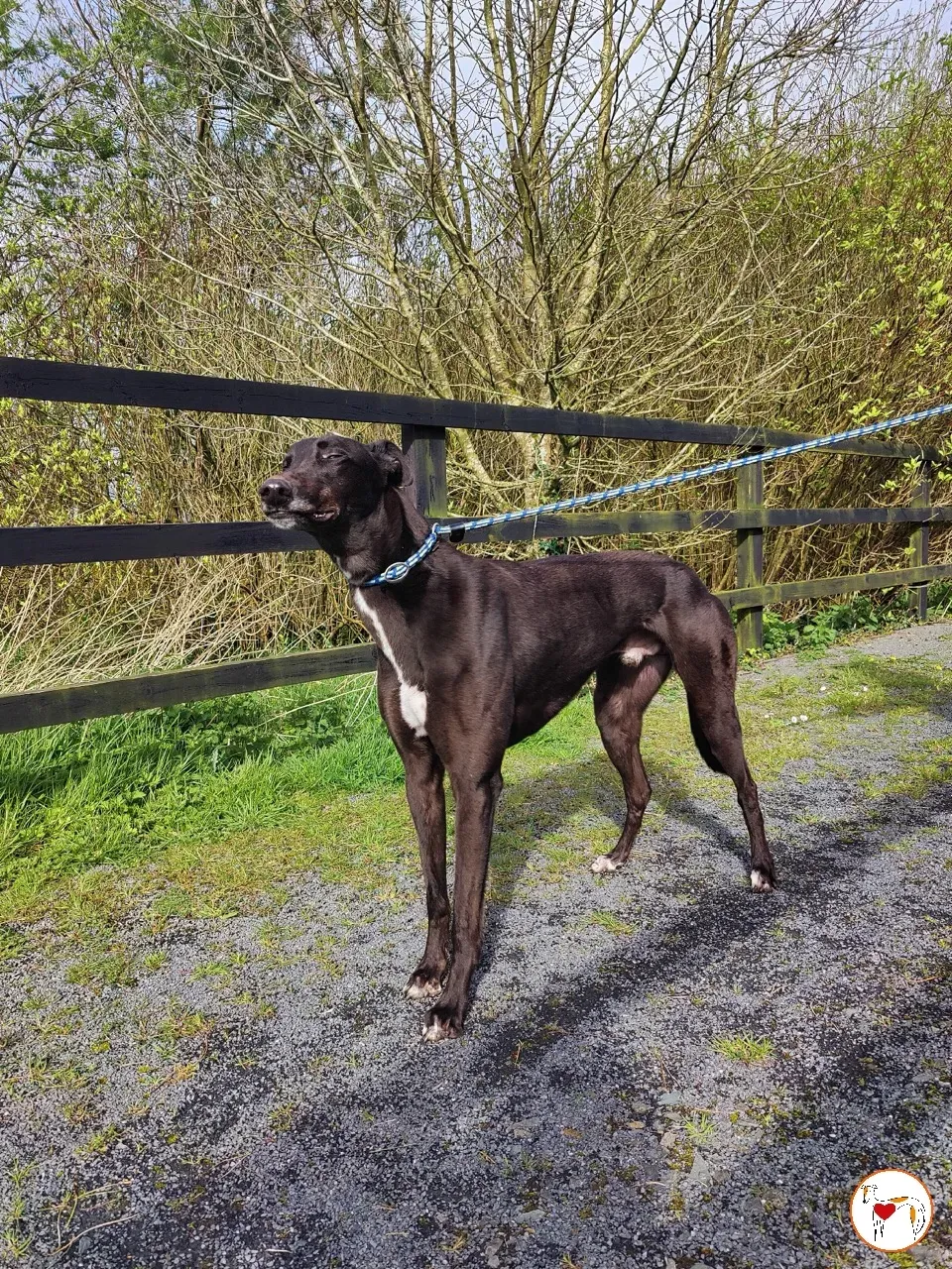 batch michey grey 23