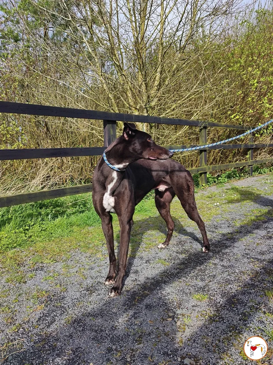 batch michey grey 24