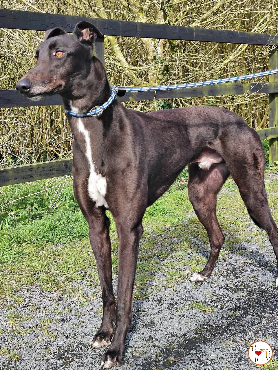 batch michey grey 25