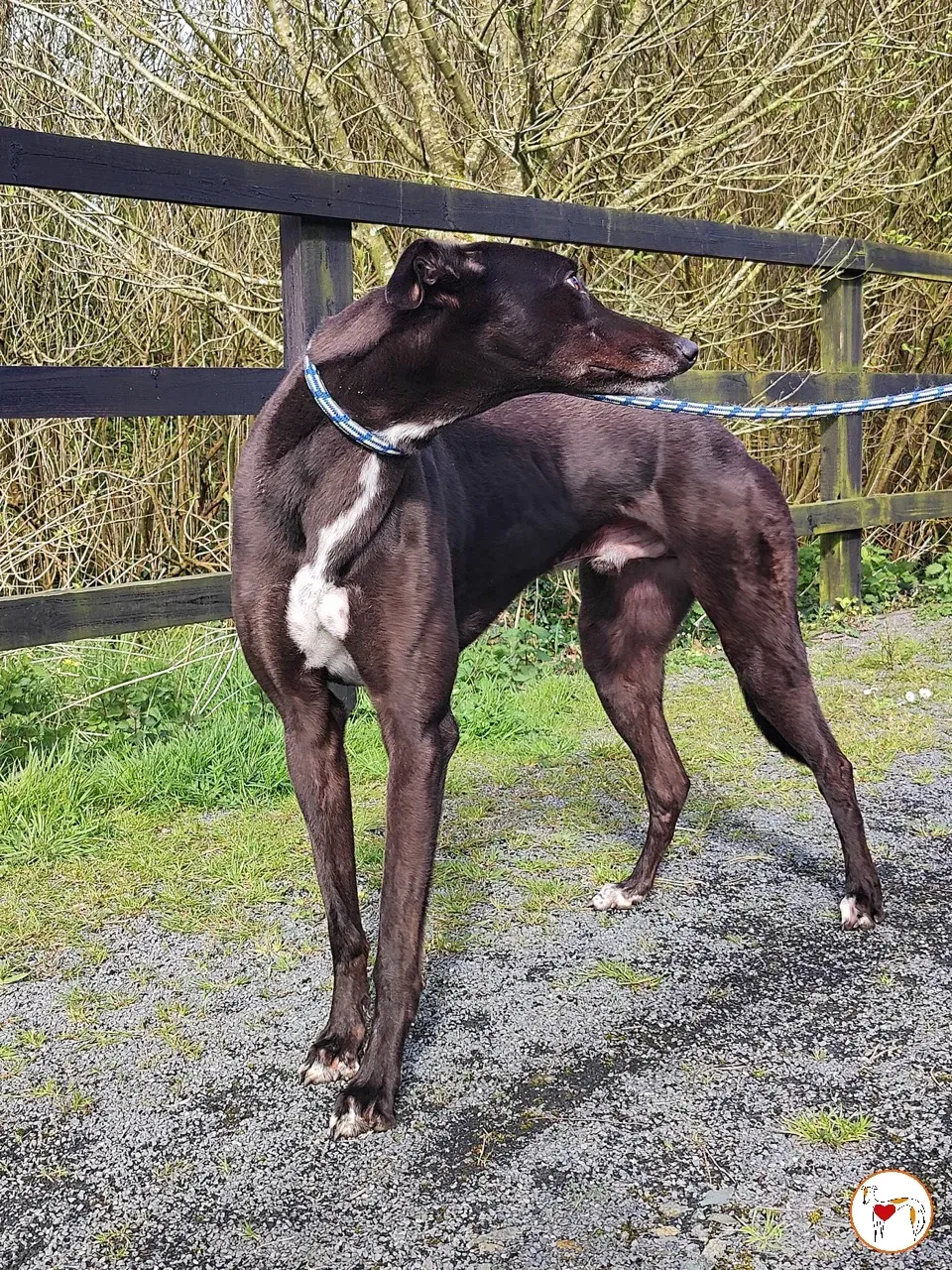 batch michey grey 26