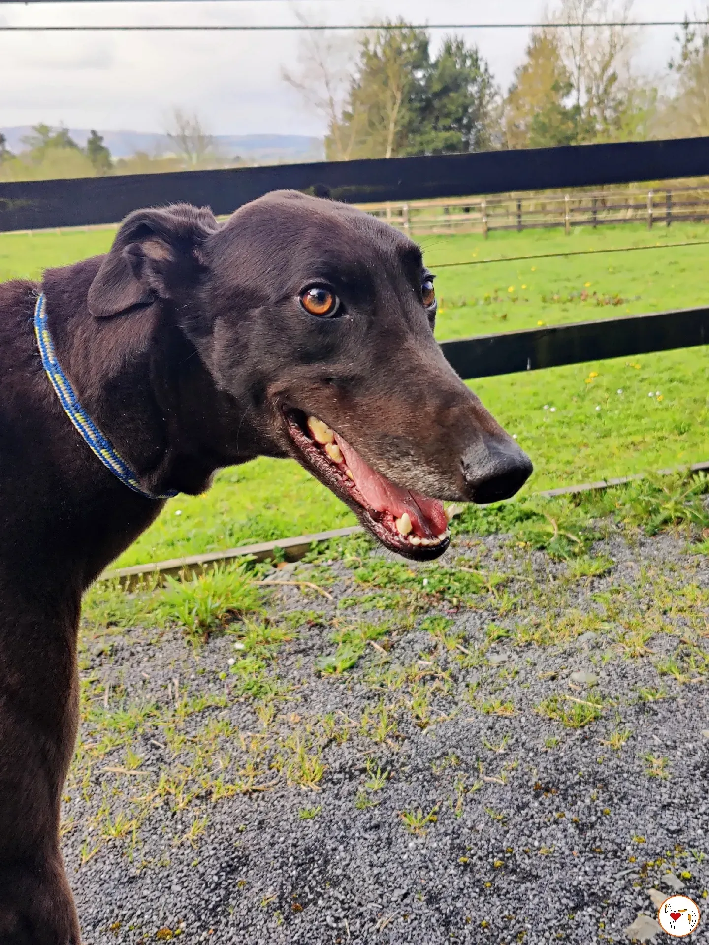 batch michey grey 27