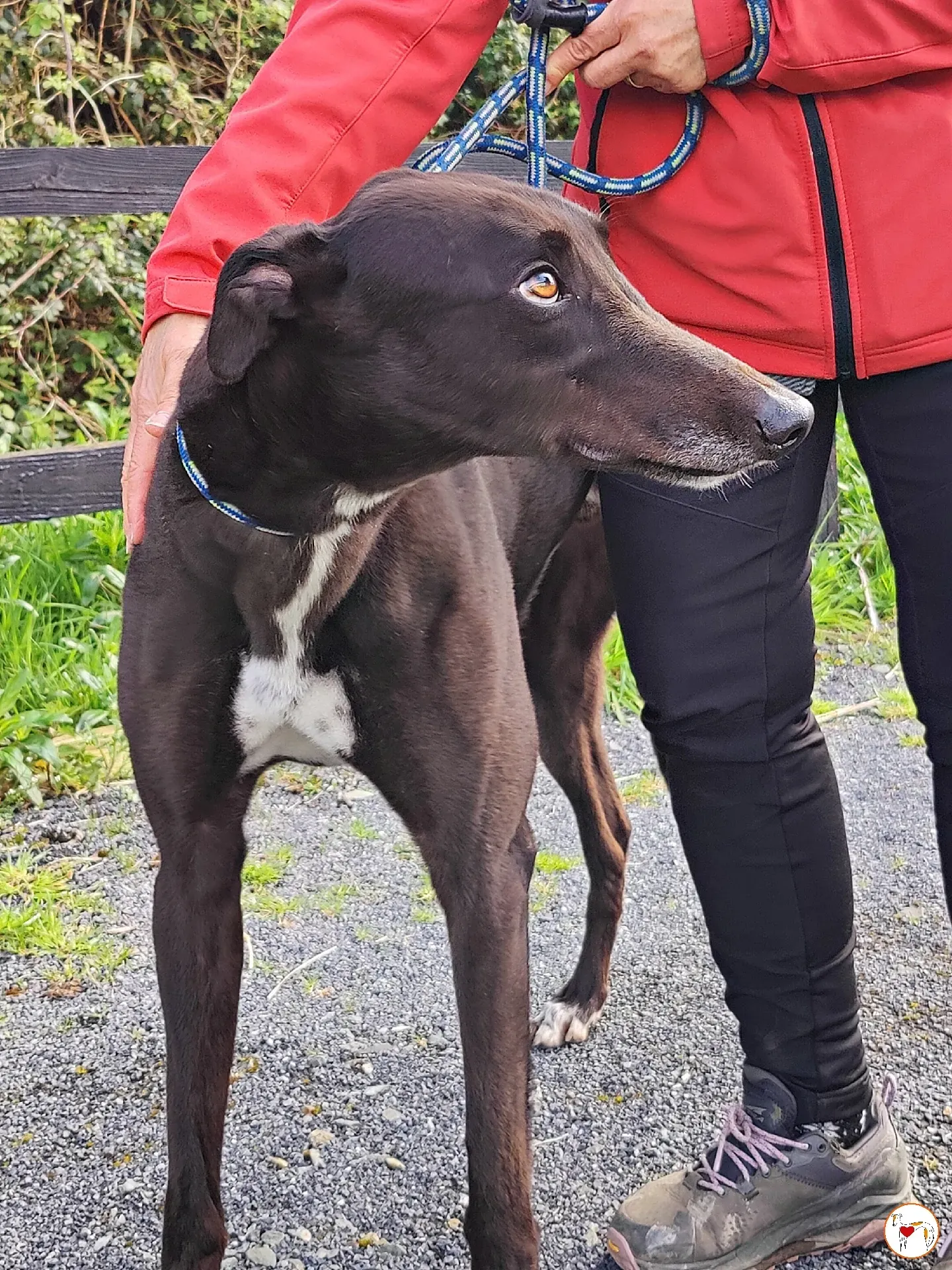 batch michey grey 28