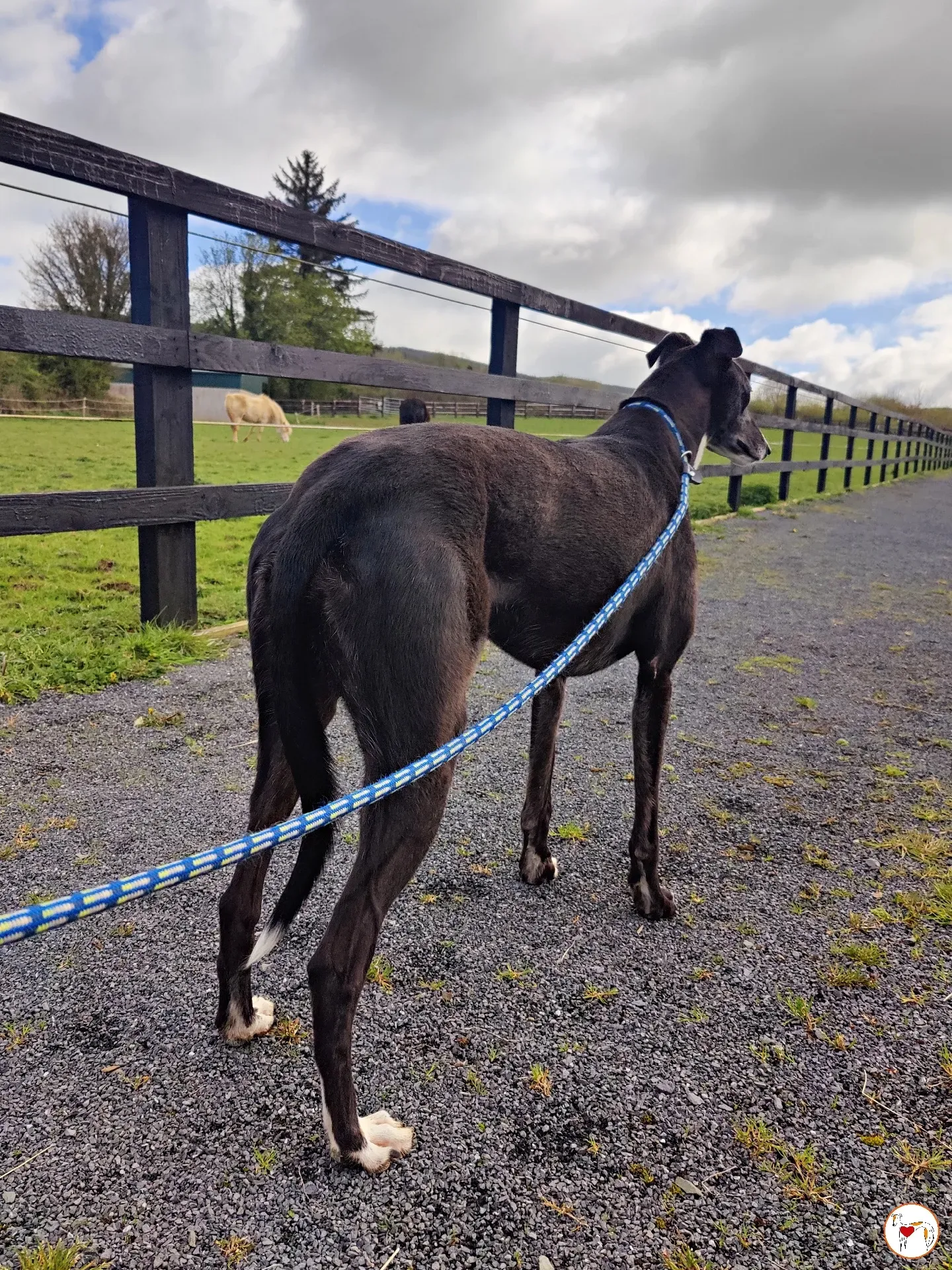 batch michey grey 29