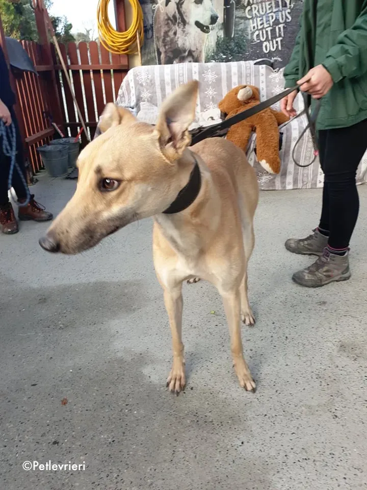 bawnie adozione levrieri greyhound 1
