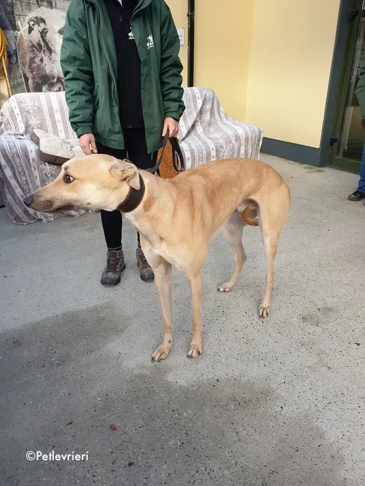 bawnie adozione levrieri greyhound 10