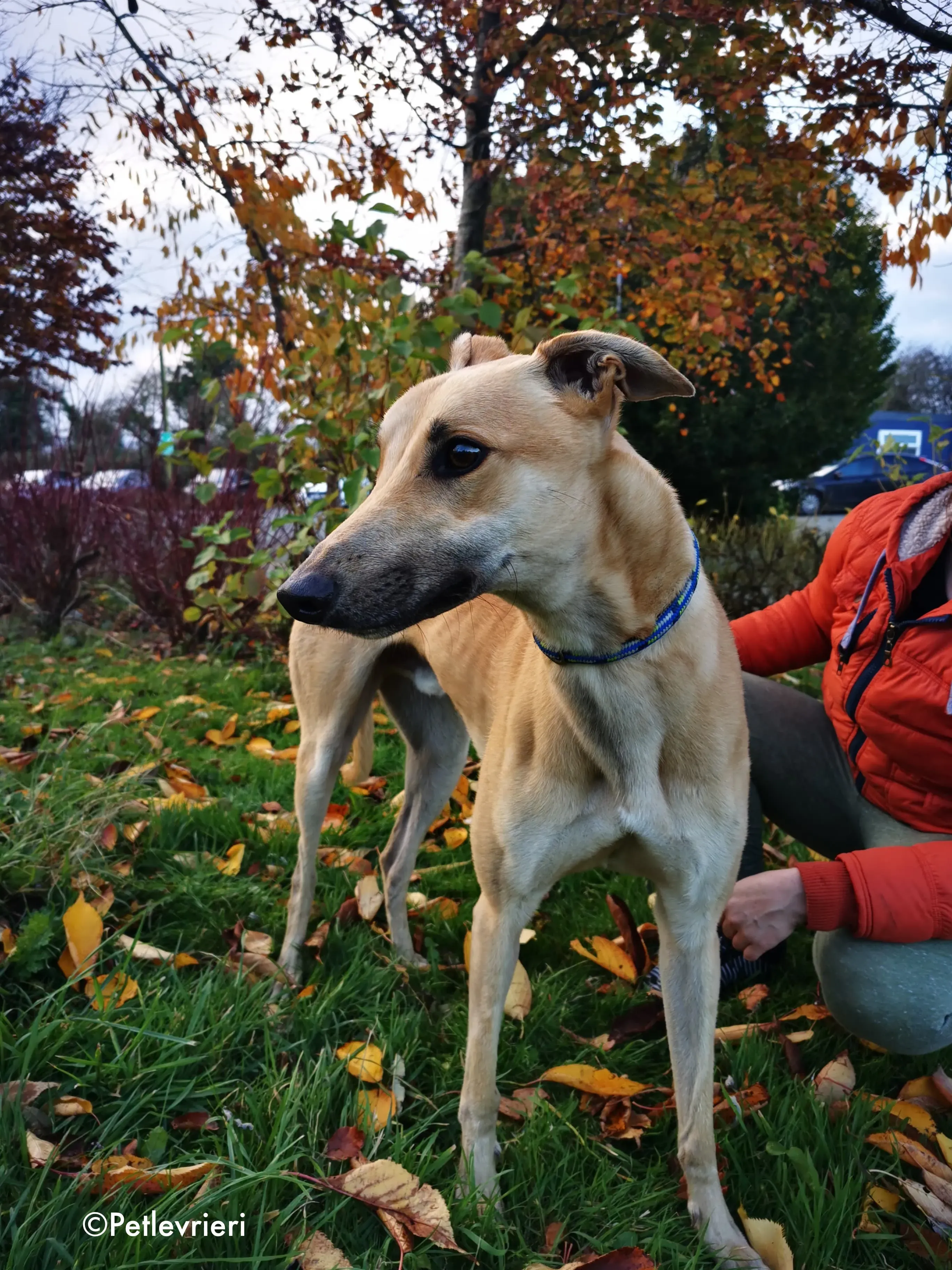 bawnie adozione levrieri greyhound 11