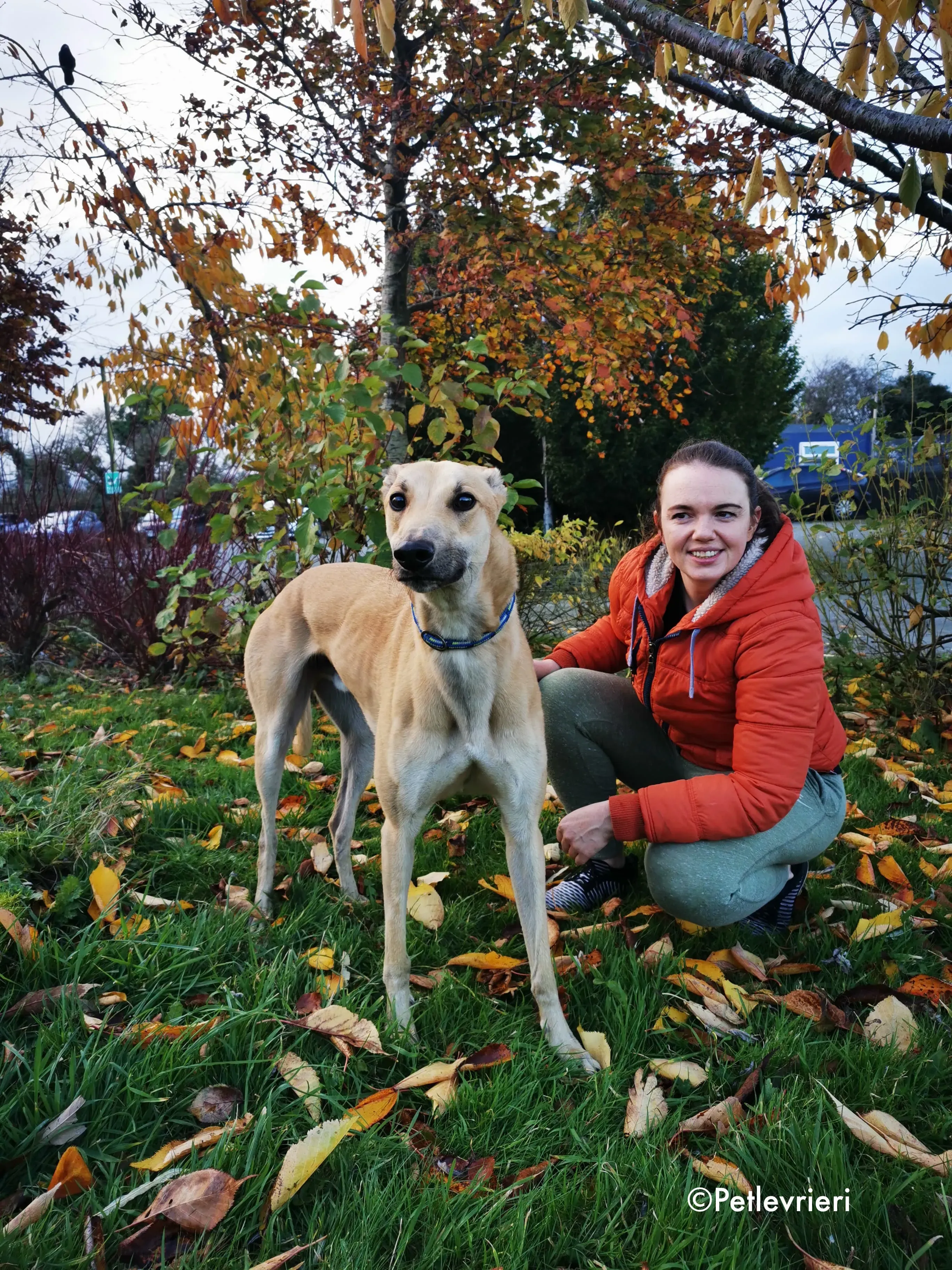 bawnie adozione levrieri greyhound 12