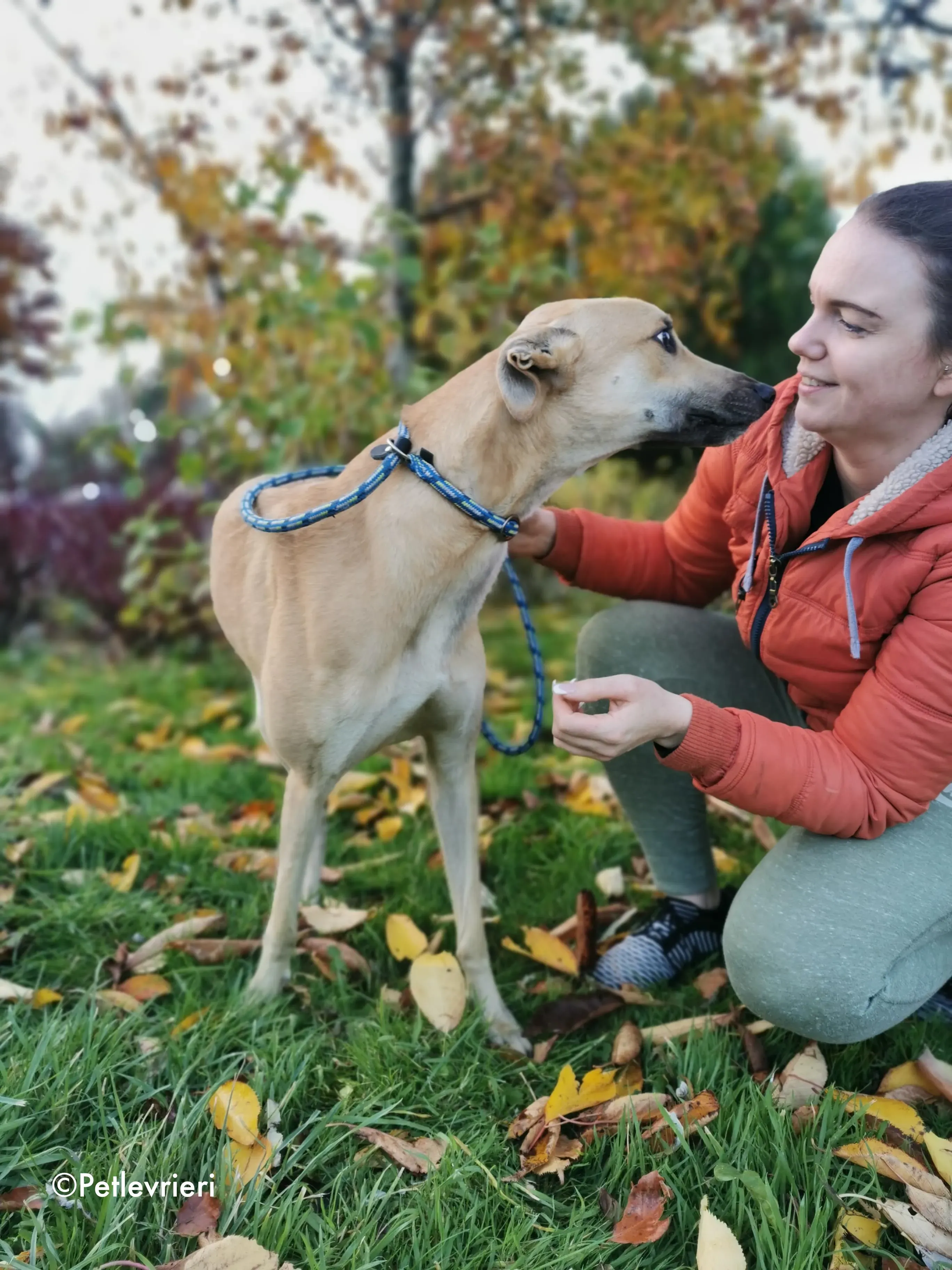 bawnie adozione levrieri greyhound 13