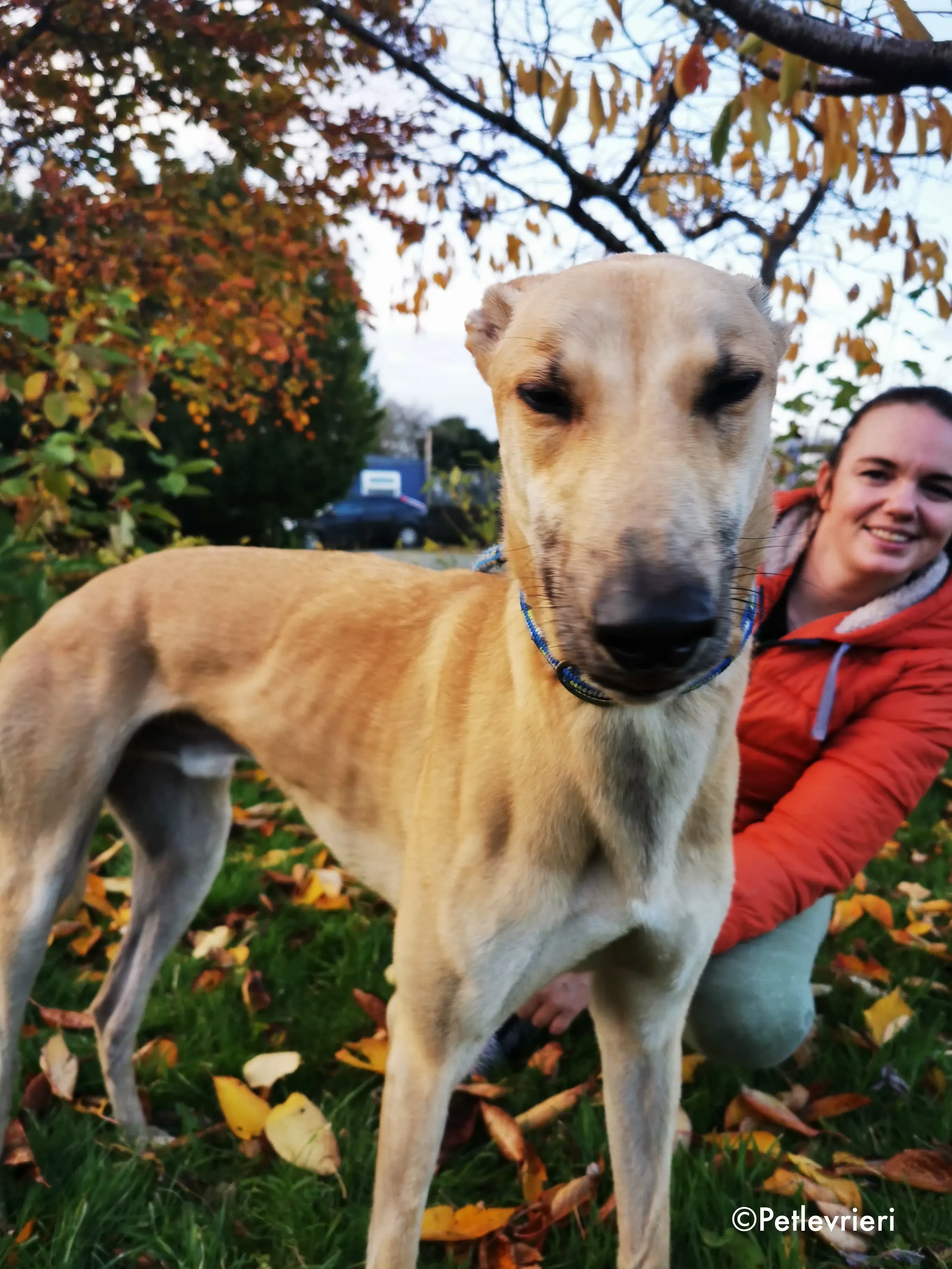 bawnie adozione levrieri greyhound 14