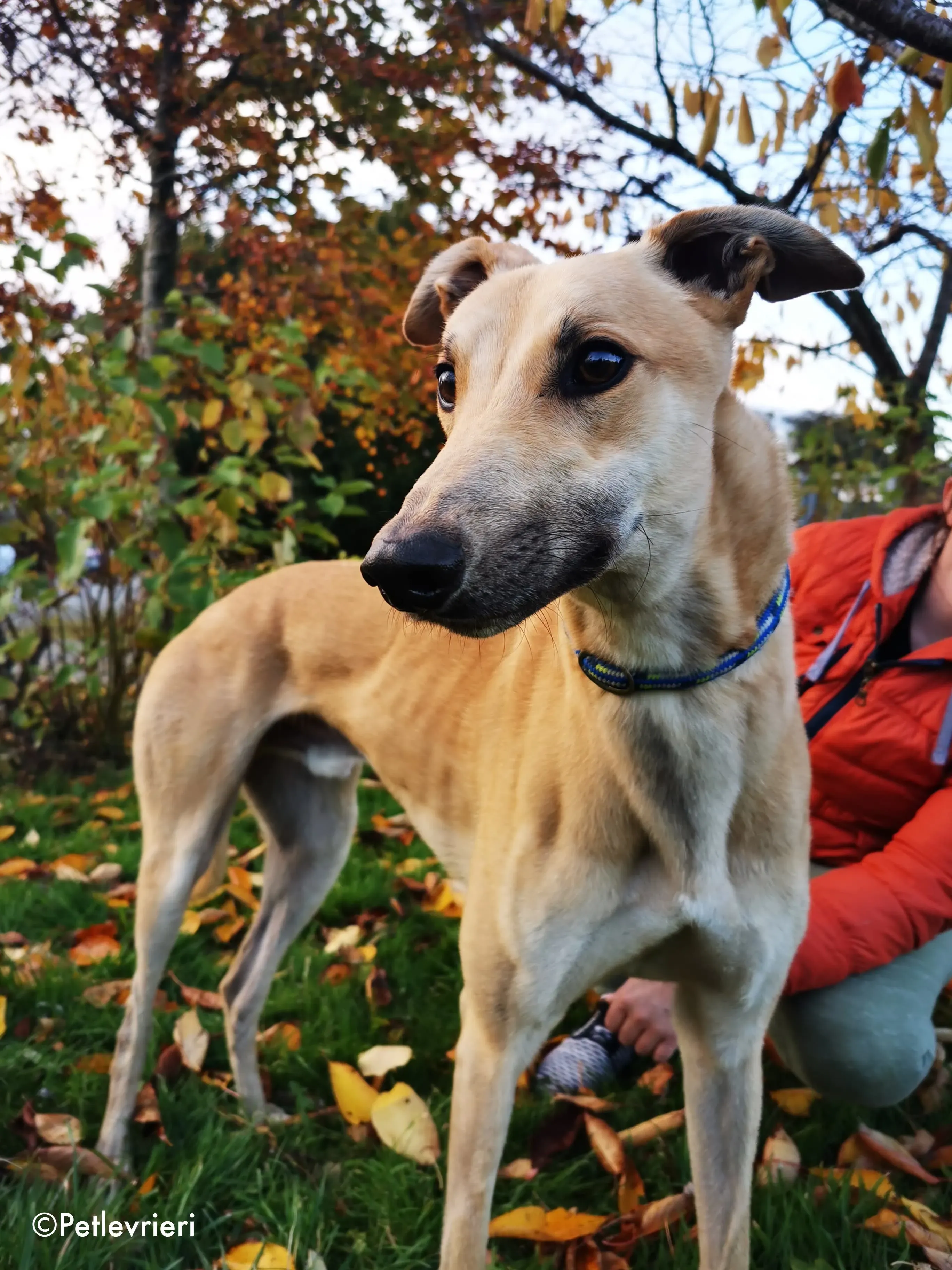 bawnie adozione levrieri greyhound 15