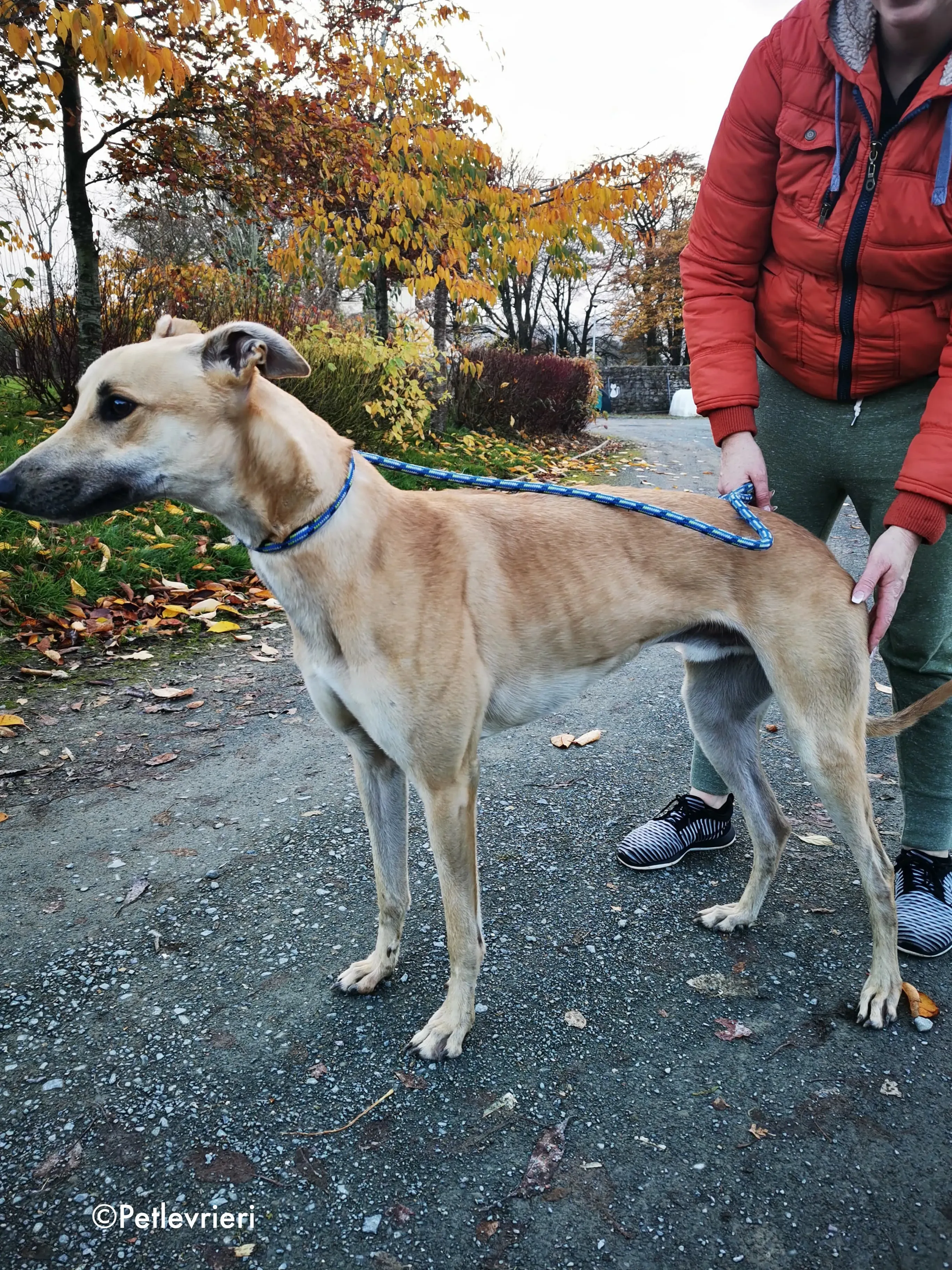 bawnie adozione levrieri greyhound 16