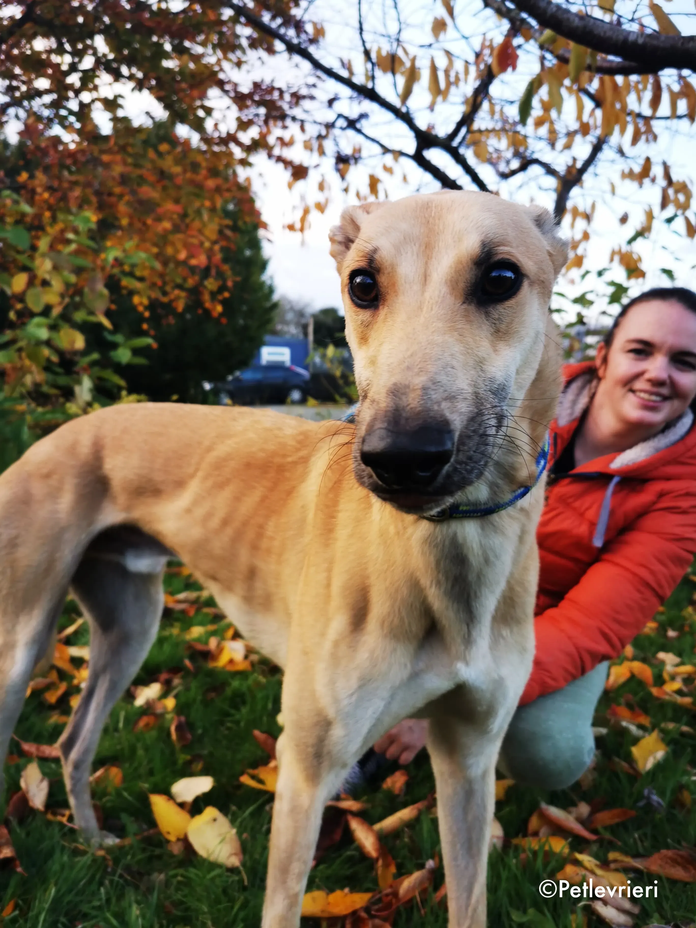 bawnie adozione levrieri greyhound 17