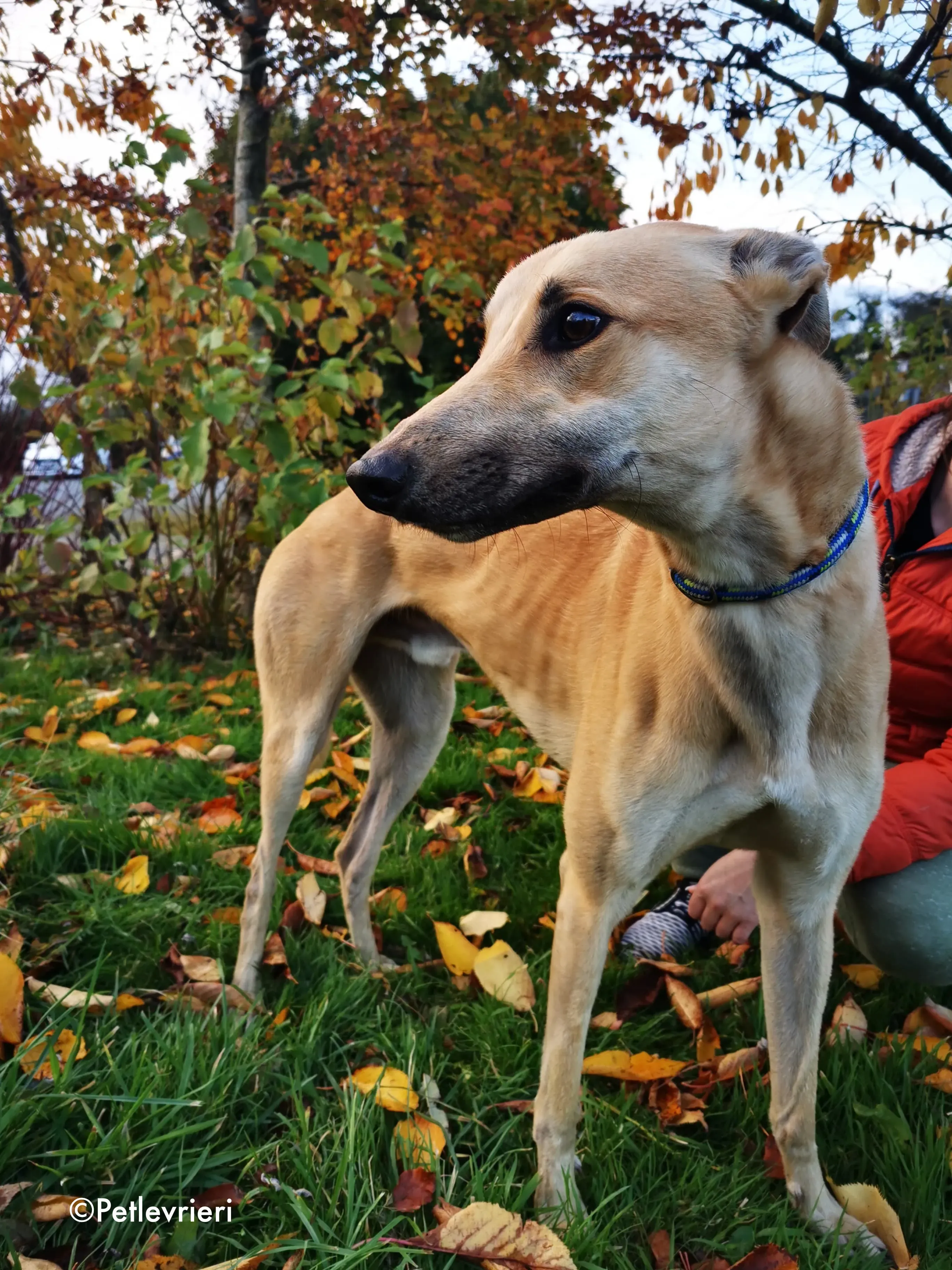 bawnie adozione levrieri greyhound 18